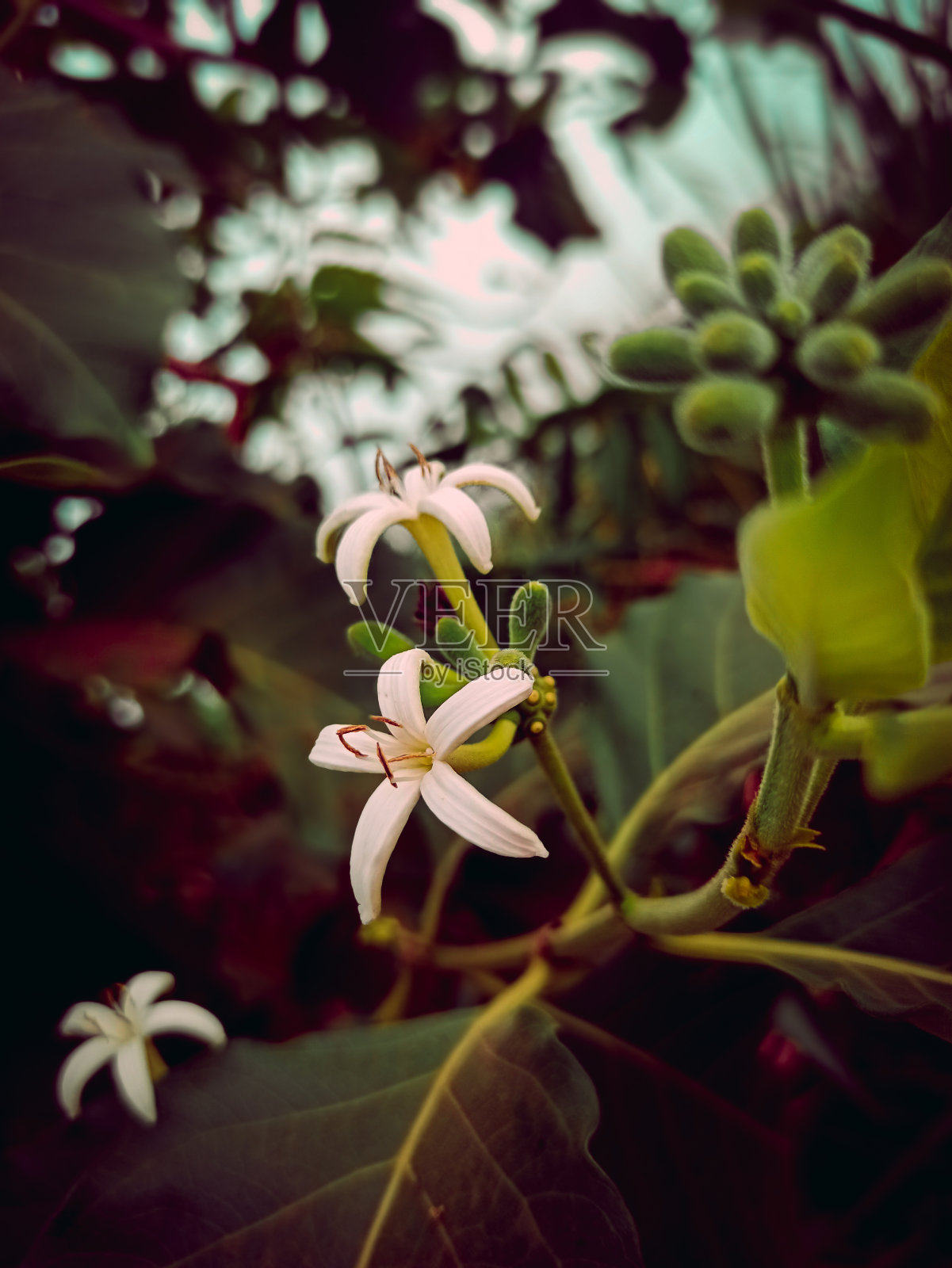 “爱是花朵，你必须让它生长。”照片摄影图片