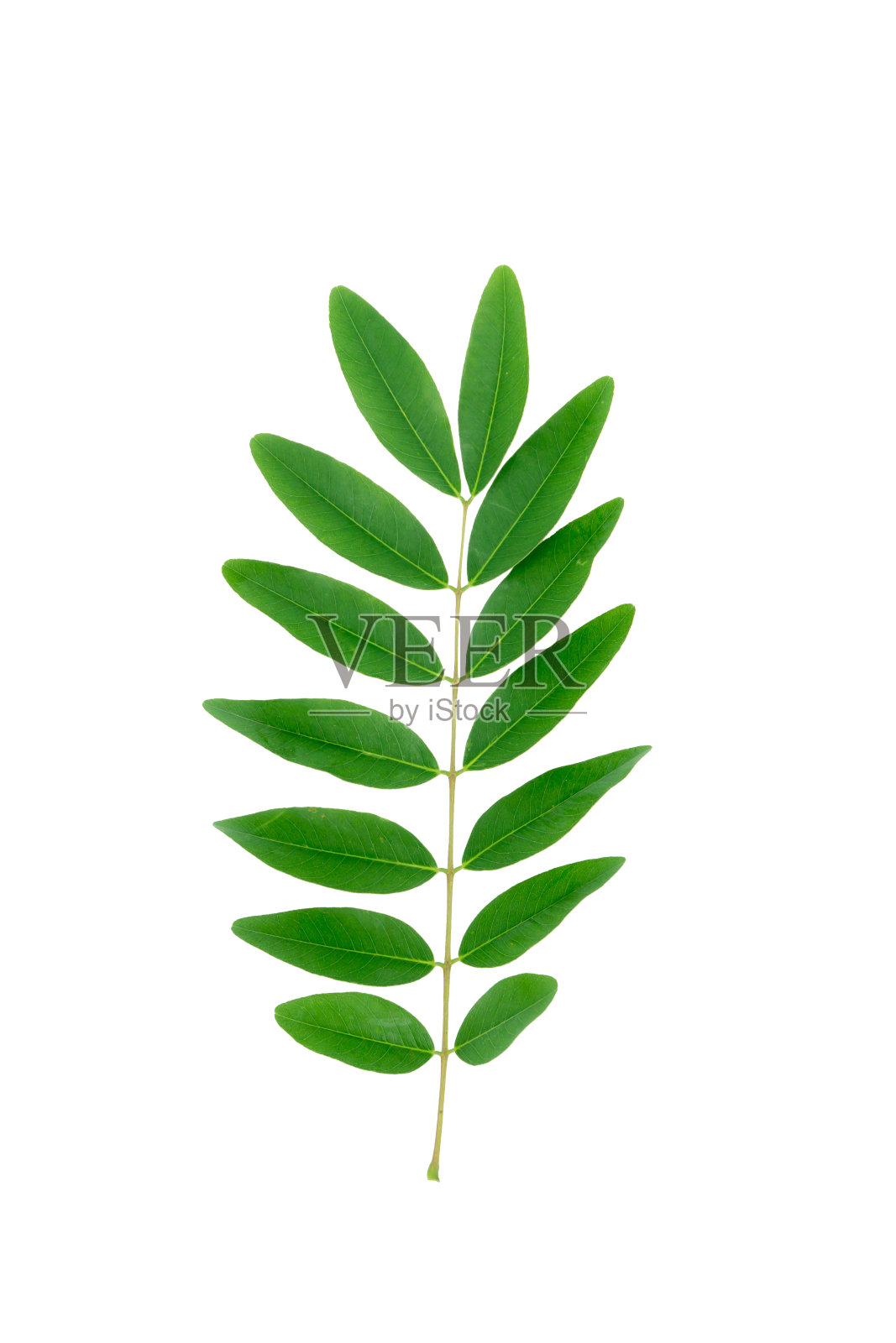 白色背景上的绿叶。照片摄影图片