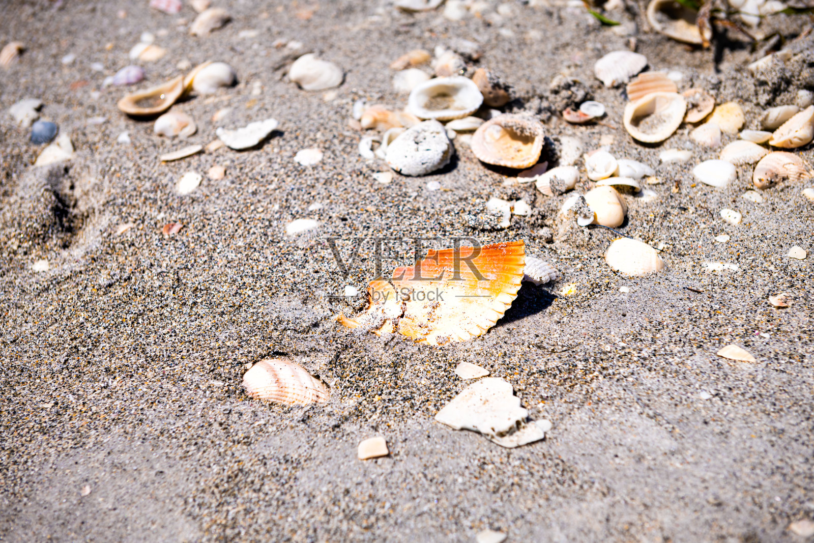 许多破碎的贝壳，海贝壳炮击在萨尼贝尔岛，佛罗里达州的墨西哥湾沙滩上照片摄影图片