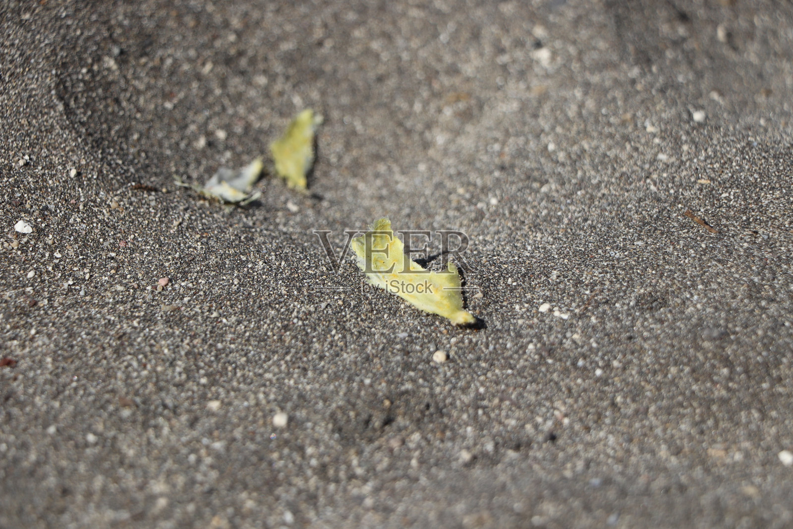 在热带阳光下探索特内里费岛照片摄影图片