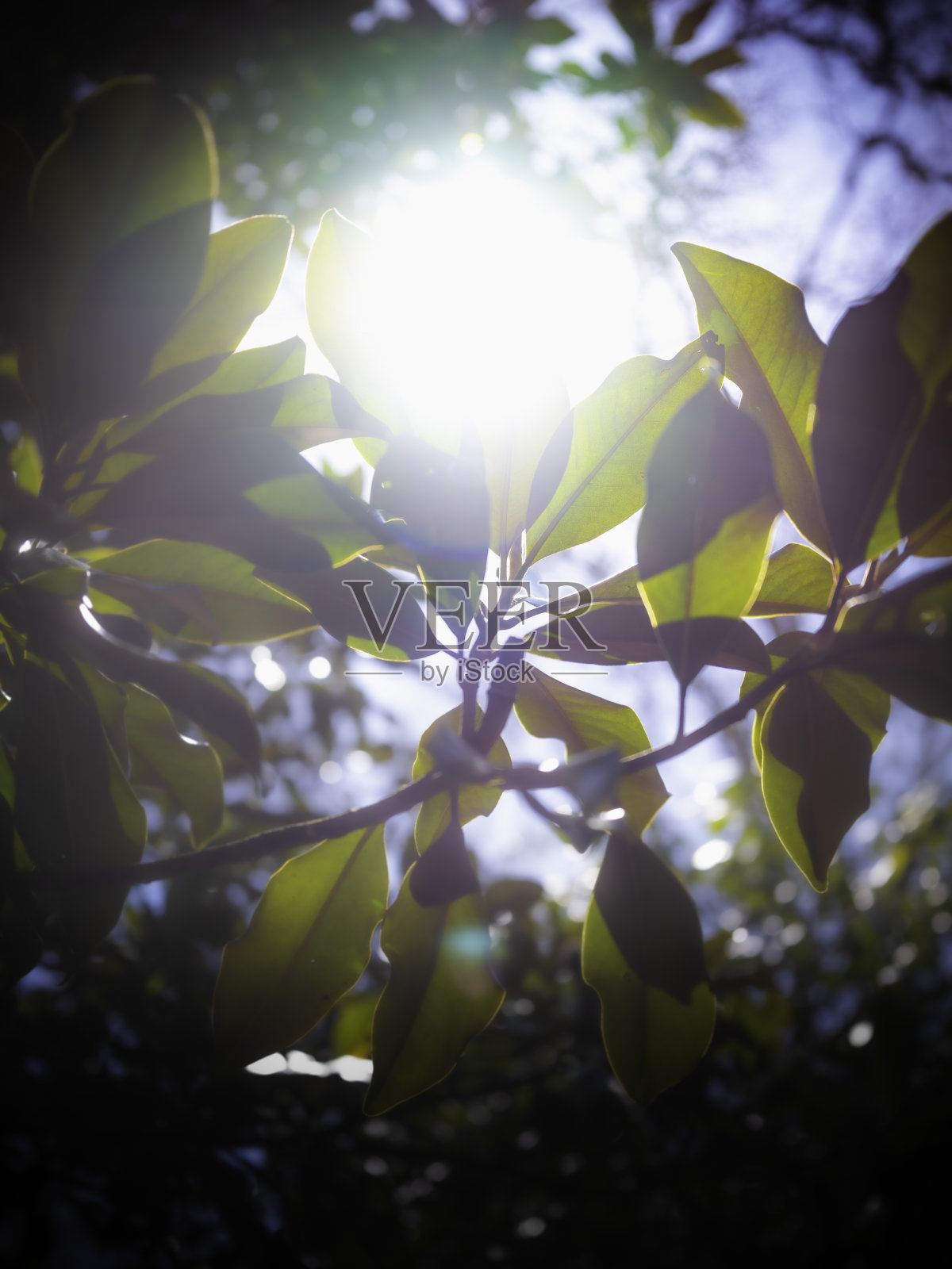 明亮的阳光在树叶之间照片摄影图片
