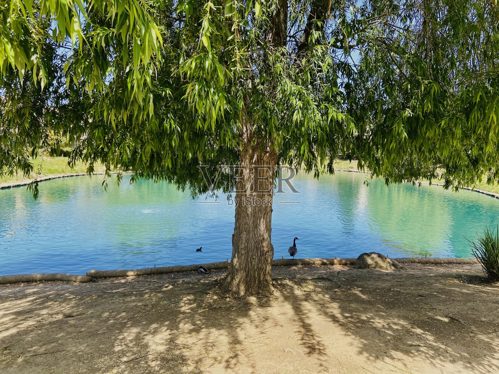 池塘边的鸭子和鹅照片摄影图片