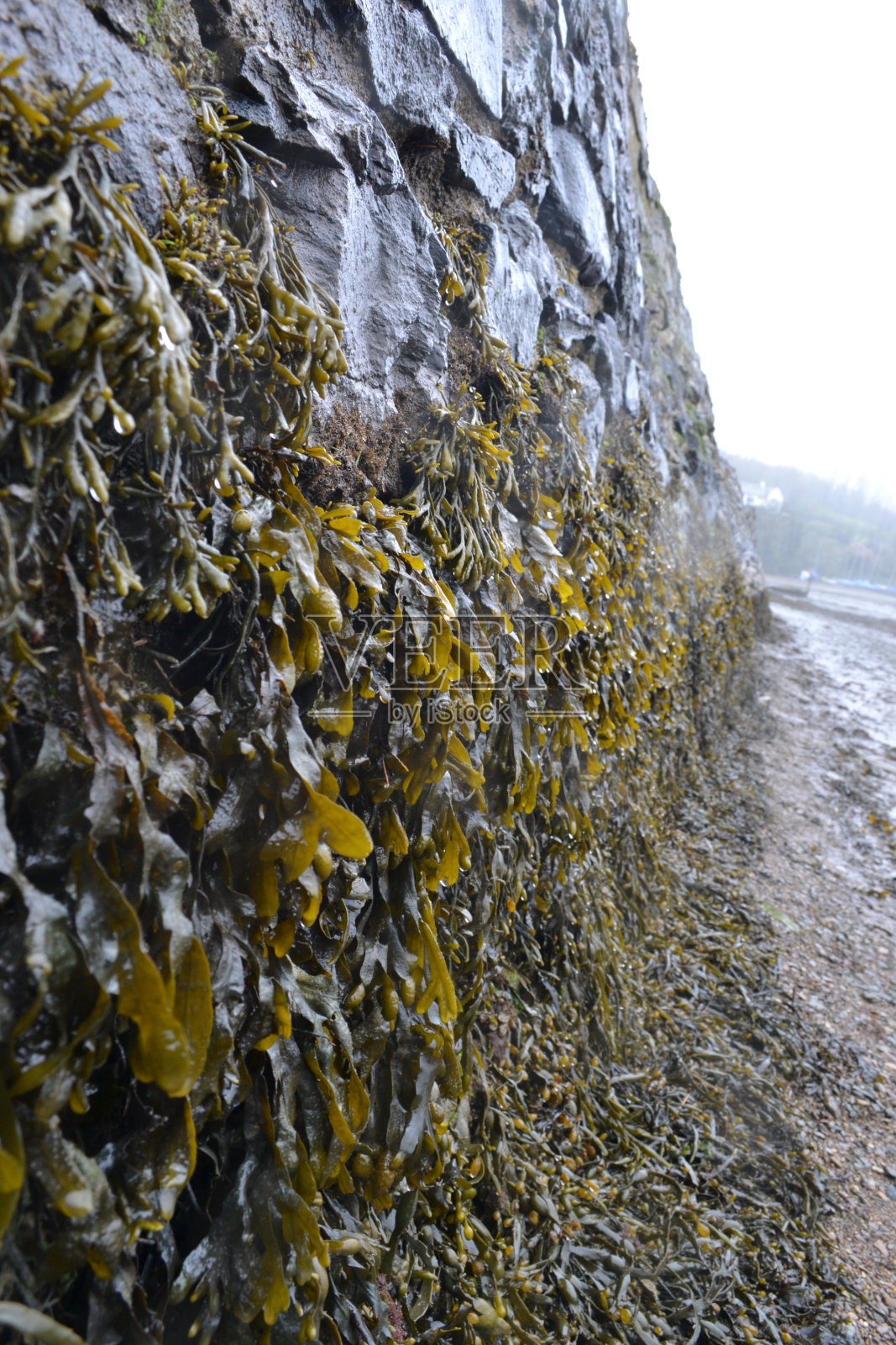石墙上挂着绿色和棕色的狸藻照片摄影图片