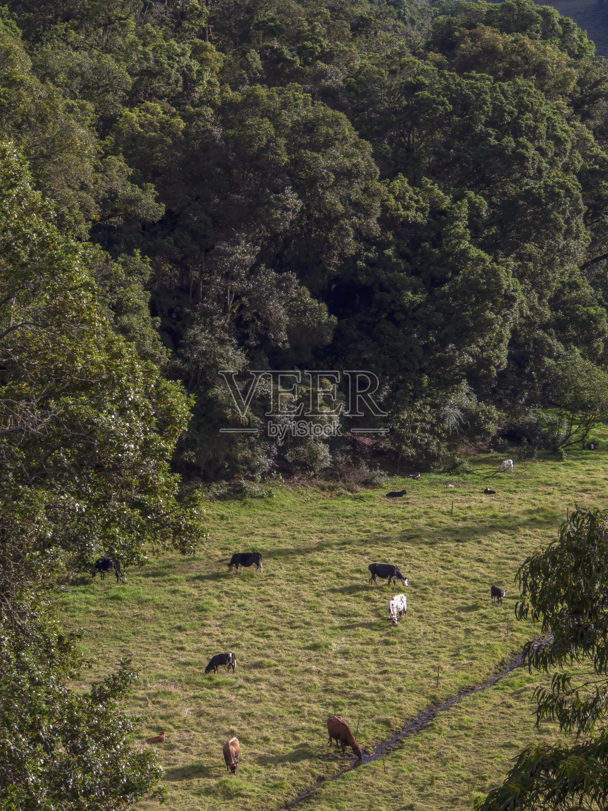 一些牛在一个山谷里吃草喝水照片摄影图片