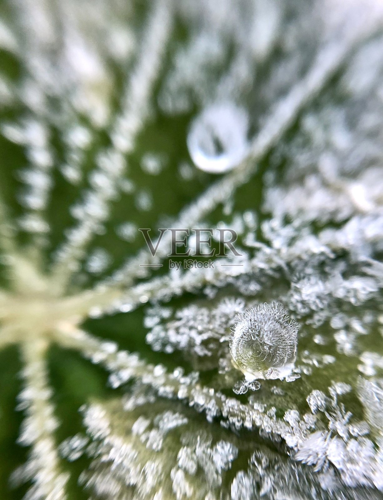 冬天，阿姆斯特丹一棵冰冻植物上的冰露照片摄影图片