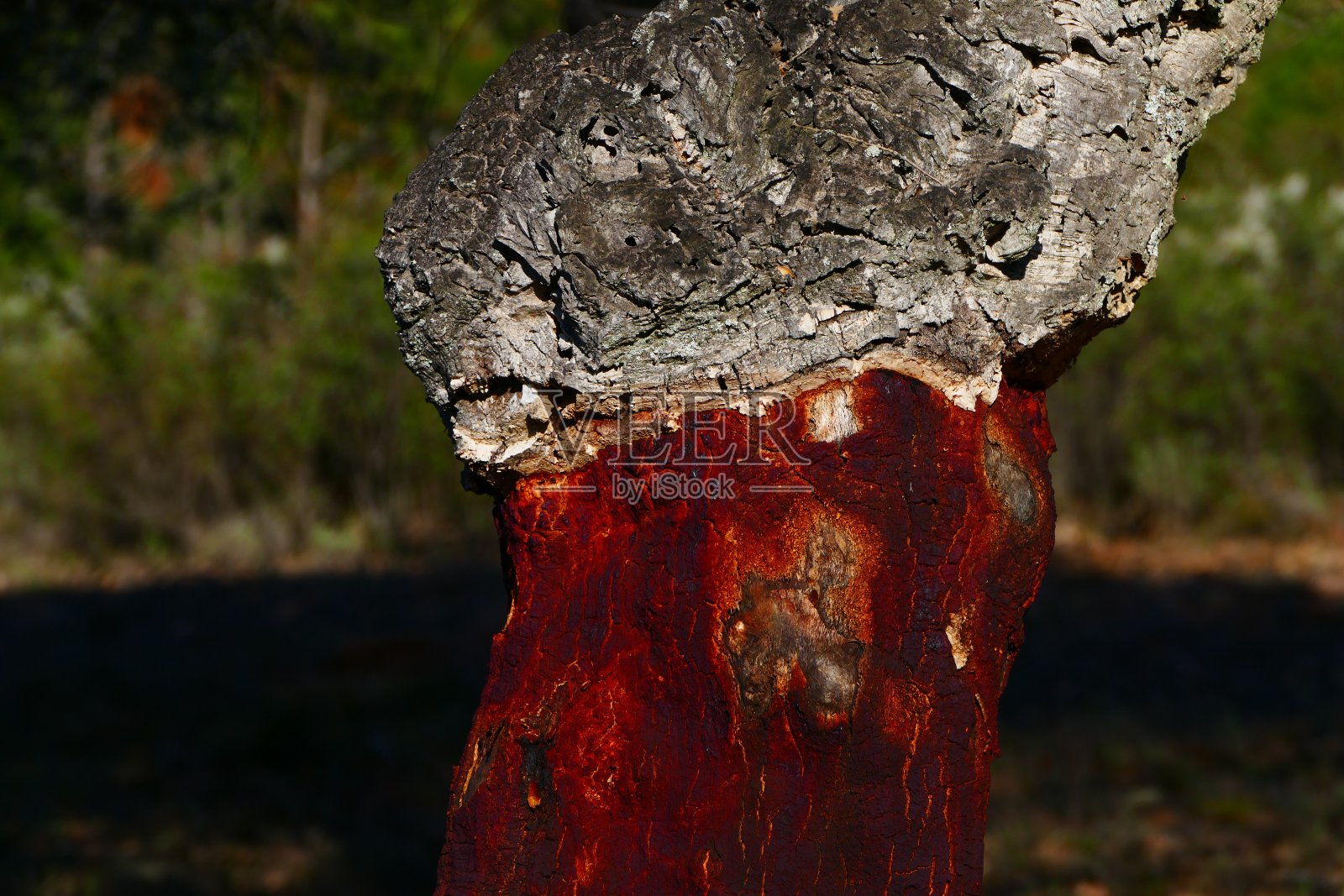 树皮软木橡树，Var照片摄影图片