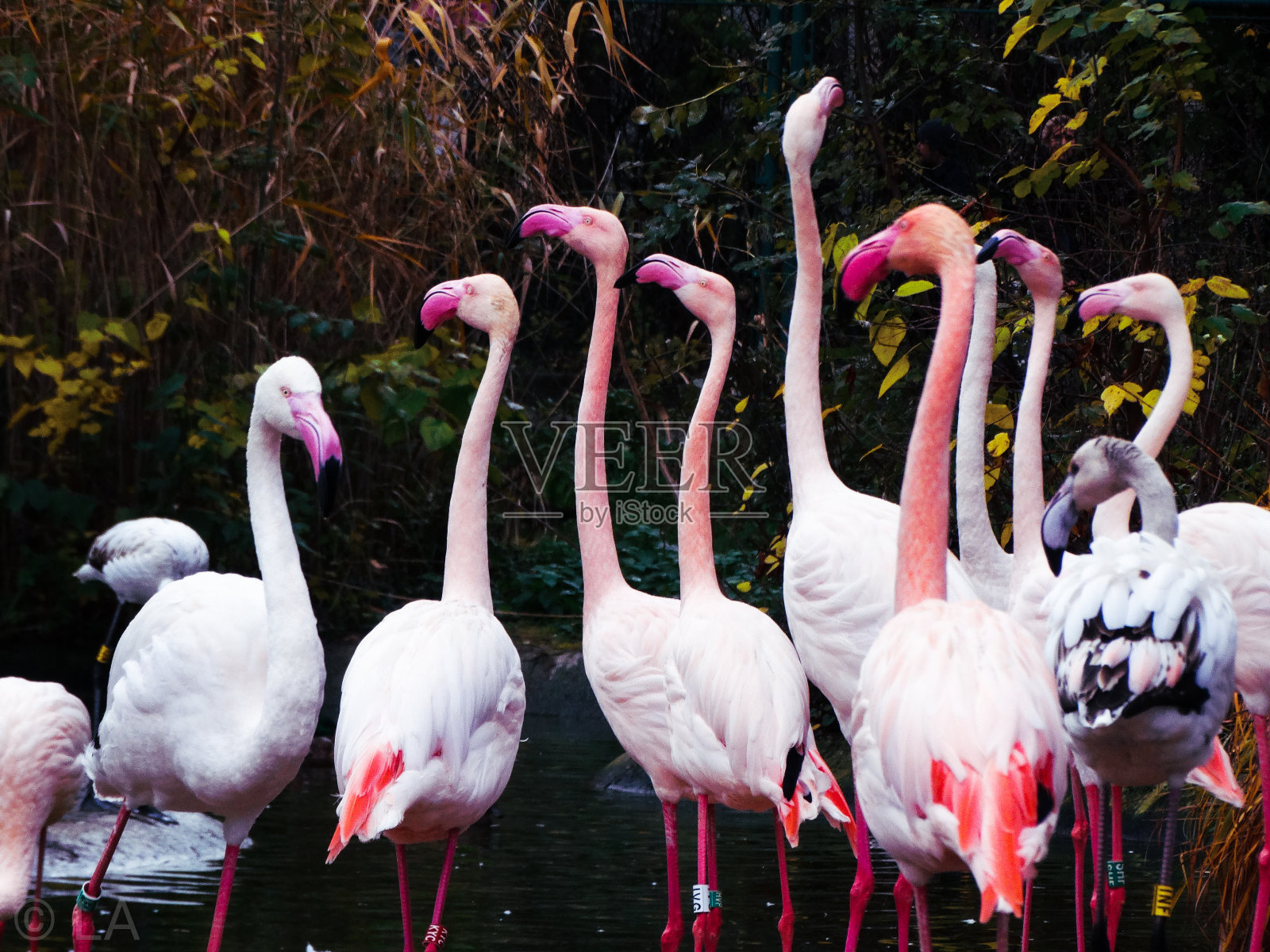 粉红色的火烈鸟照片摄影图片