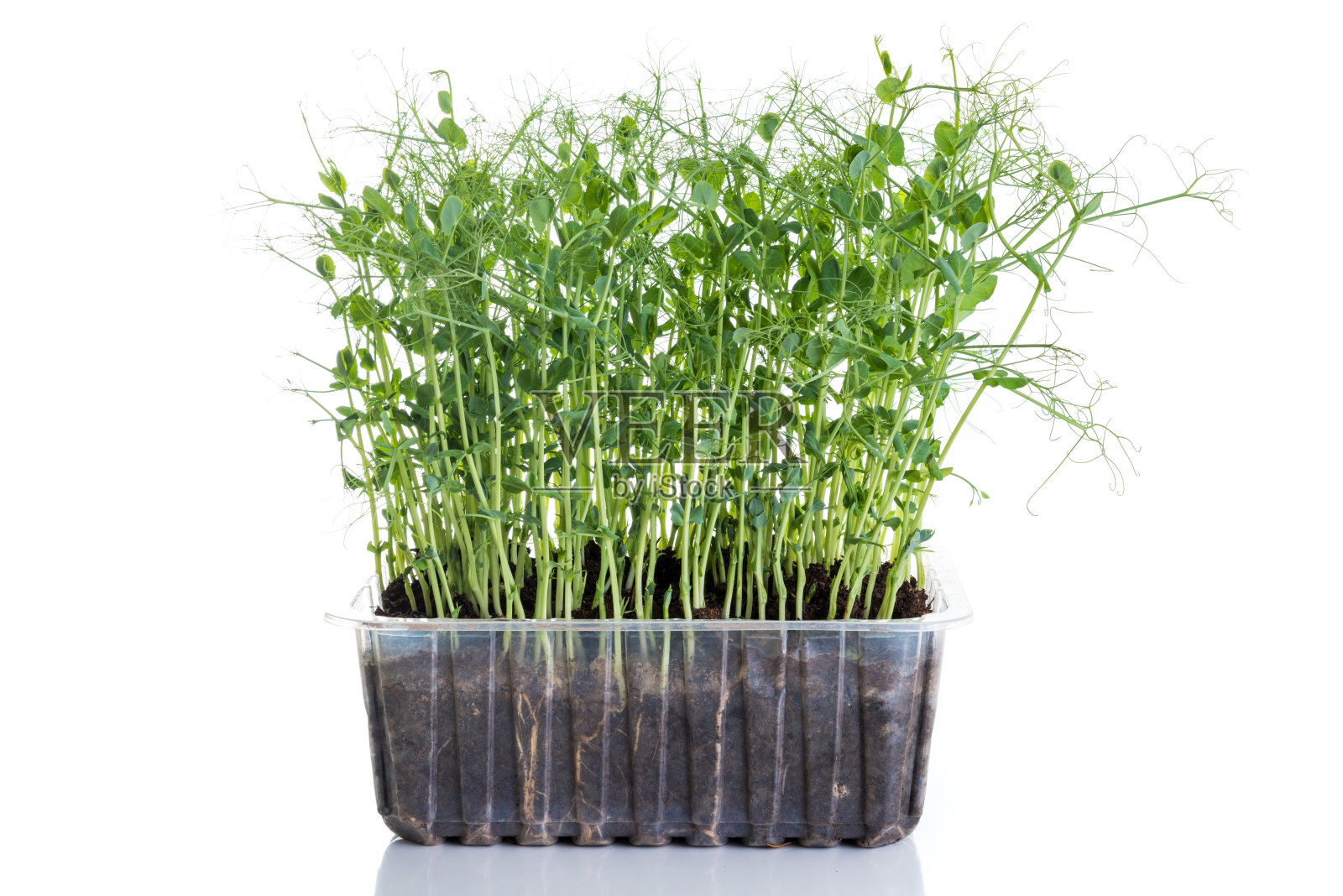 塑料容器中的豌豆苗照片摄影图片