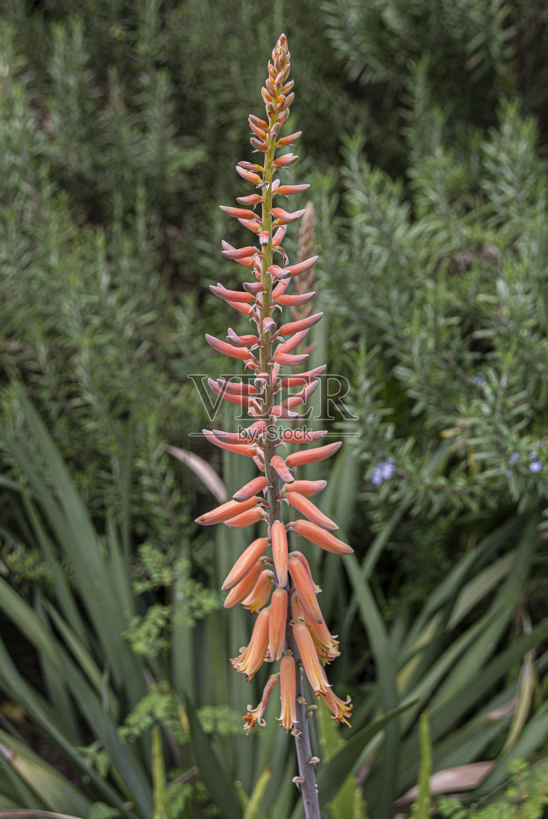 小黄兰花的特写照片摄影图片