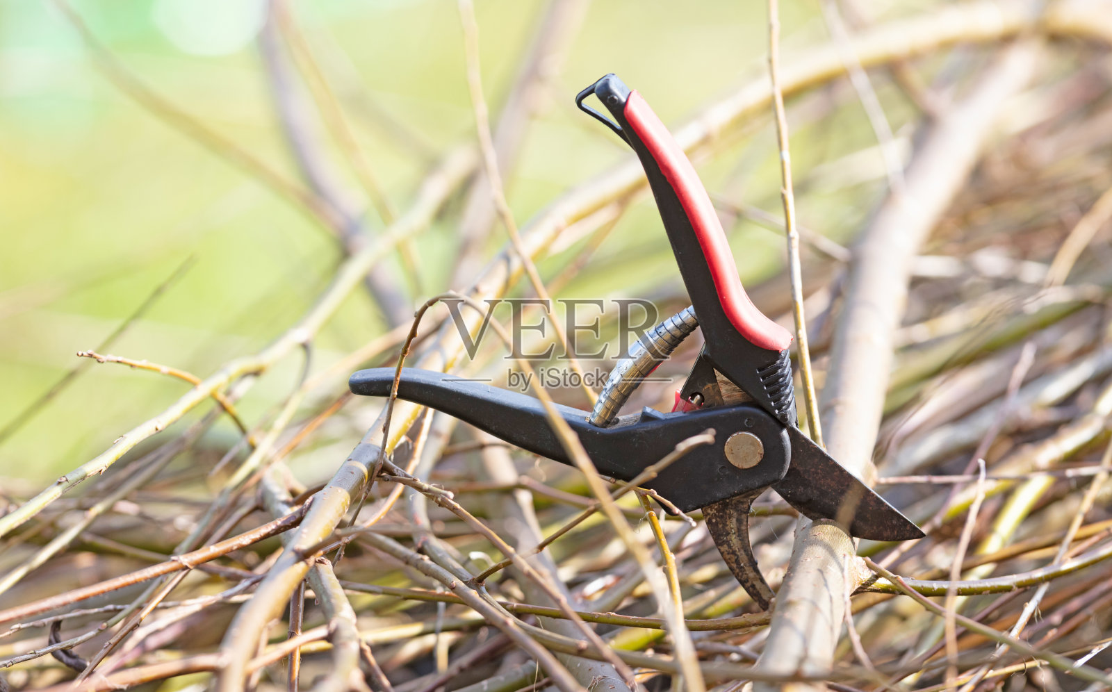 剪刀(花园)在春天修剪一棵新鲜的树照片摄影图片