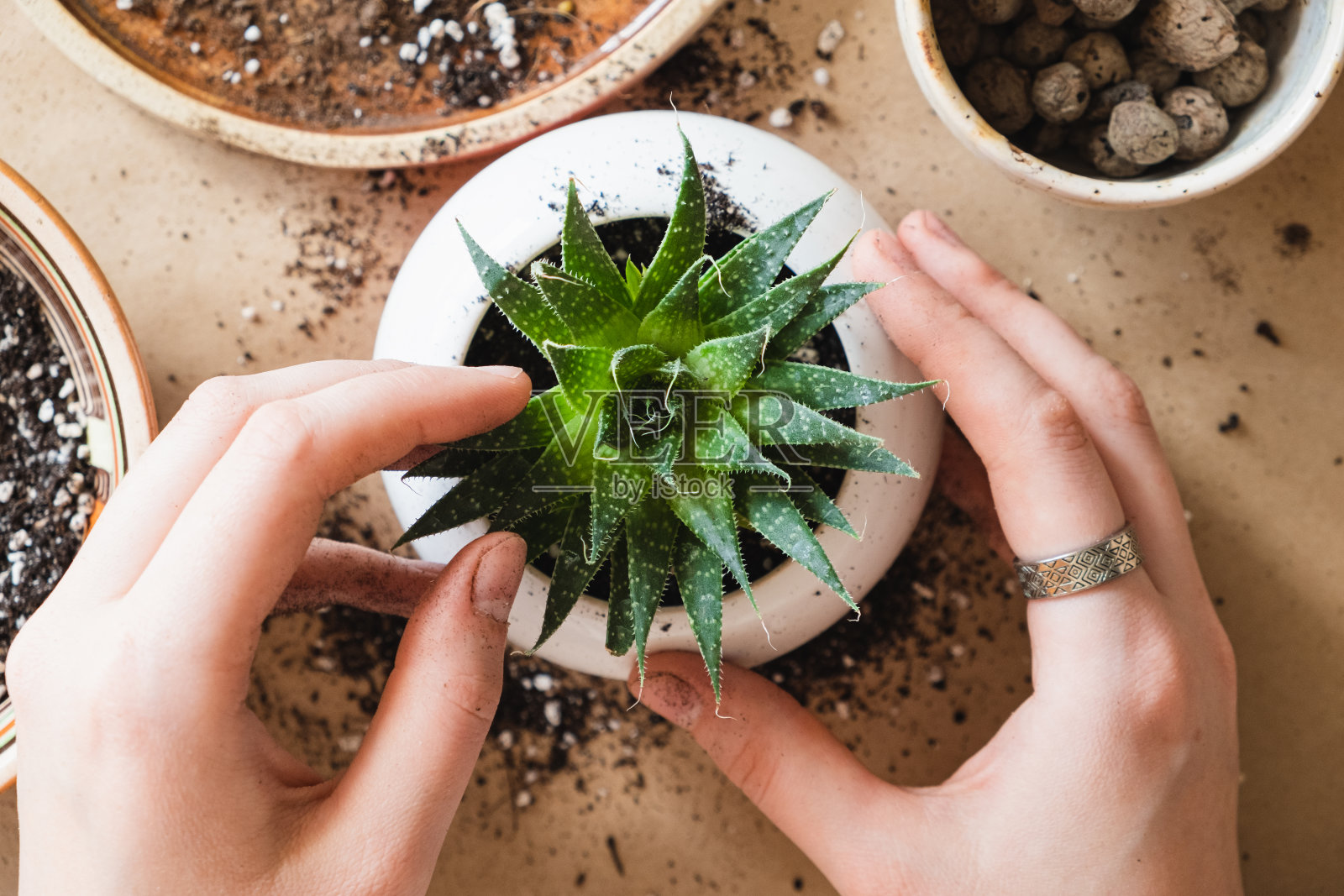照料，种植一个多汁，俯视图，有益健康的室内活动。照片摄影图片