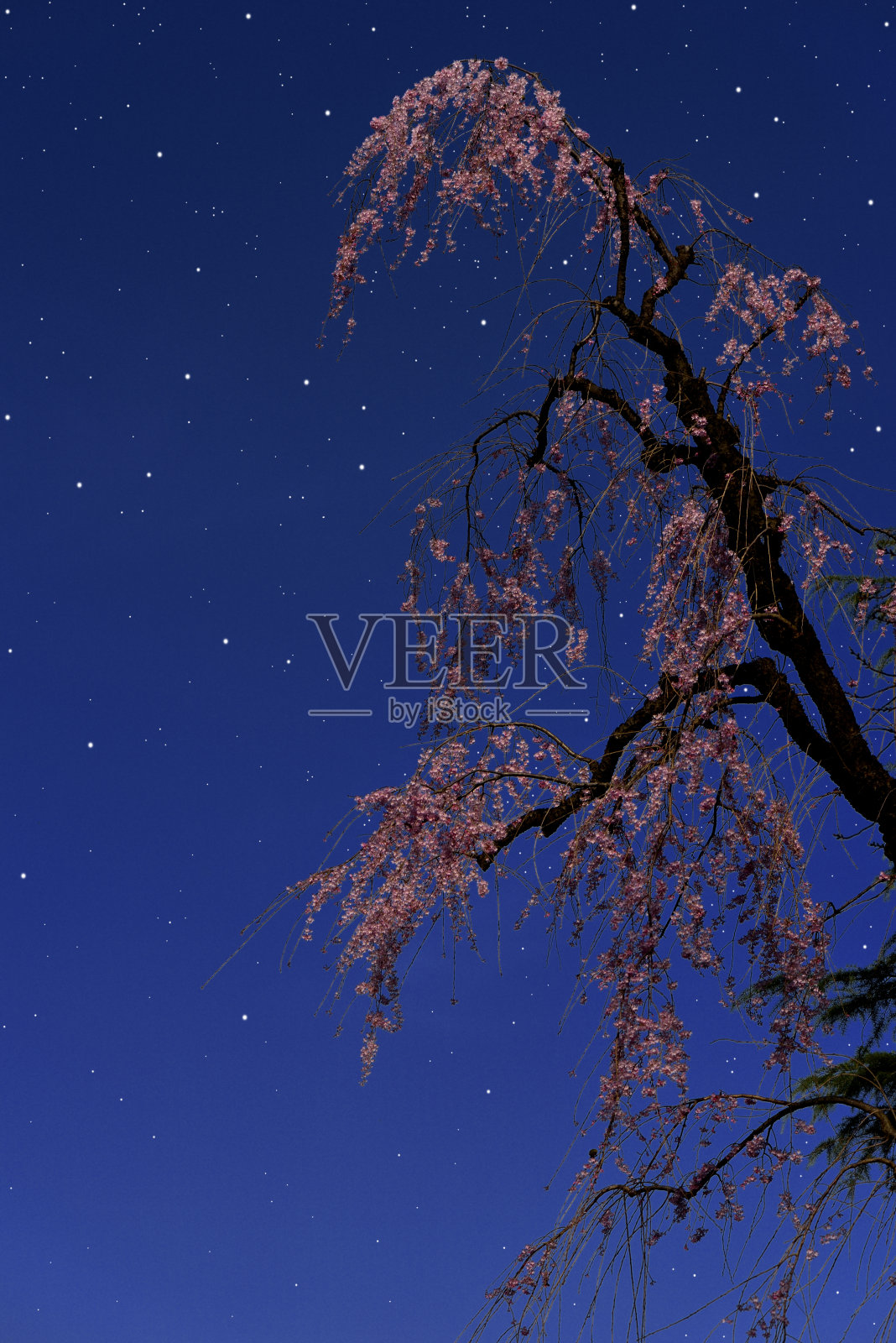 许多闪亮的星星在哭泣的樱桃树上照片摄影图片