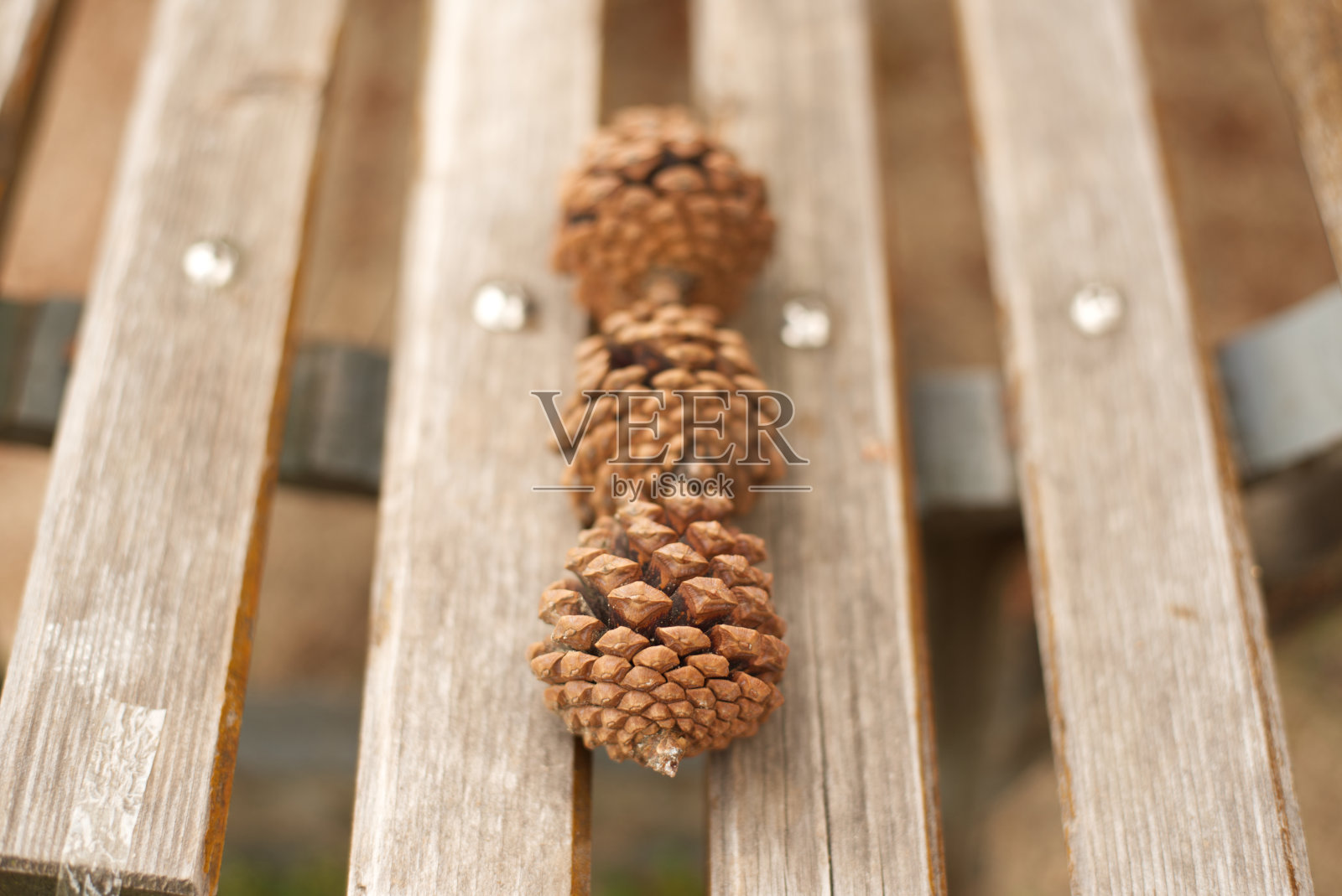 松果照片摄影图片