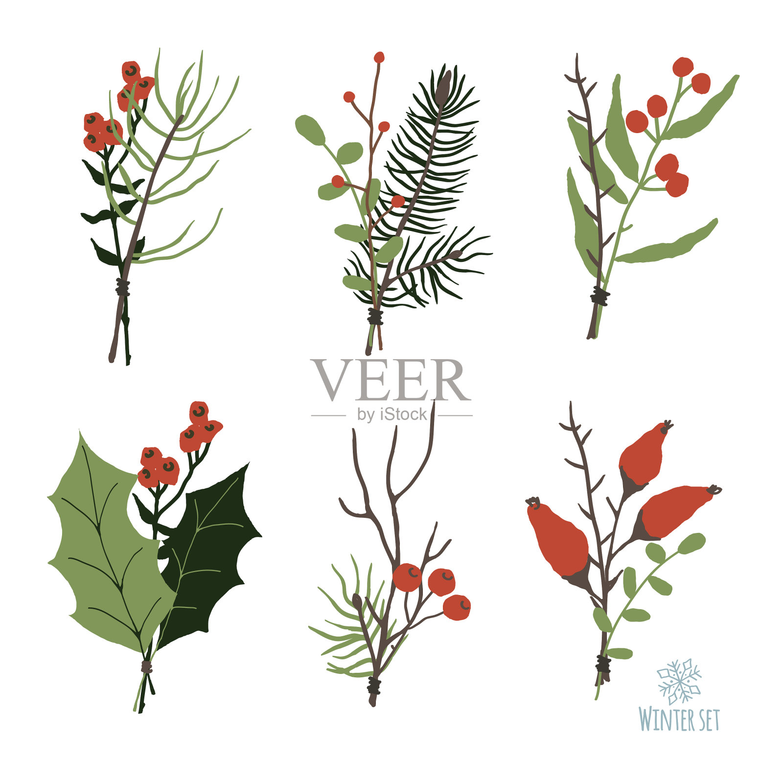 以松木作为冬季花卉装饰元素插画图片素材