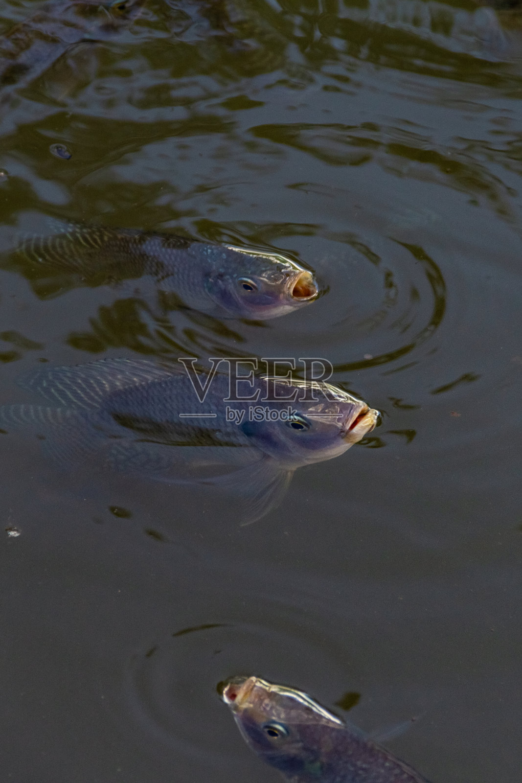 水里的鱼。照片摄影图片