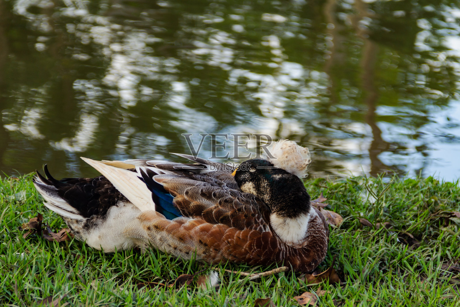 一只鸭子。照片摄影图片
