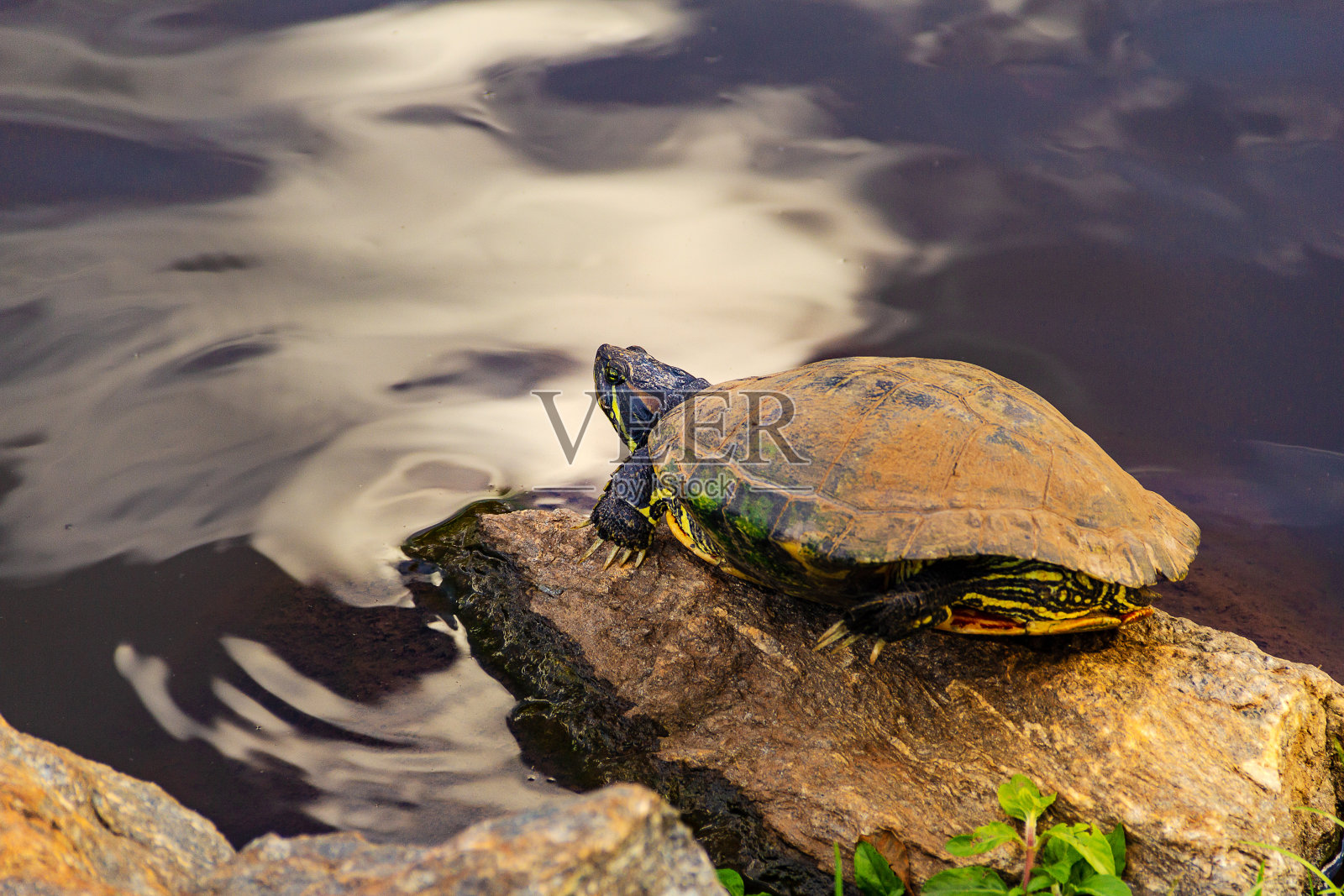 一只乌龟。照片摄影图片