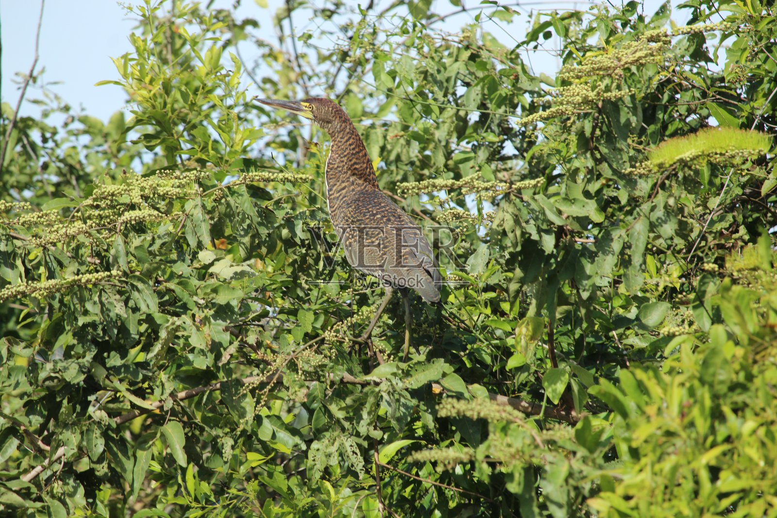 潘塔纳尔地区绿色树叶中的大棕色鸟。巴西马托格罗索州的潘塔纳尔。照片摄影图片