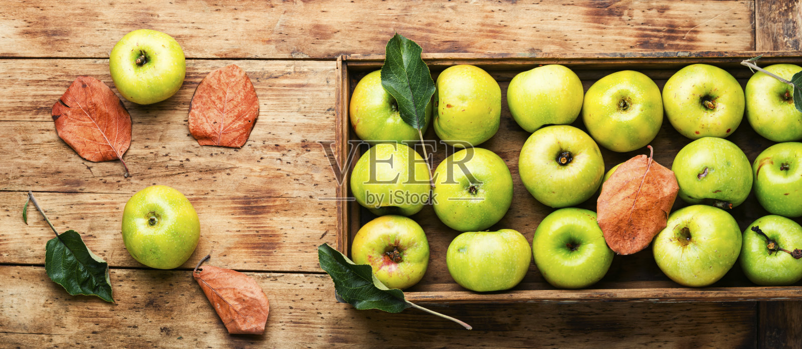 采摘青苹果照片摄影图片