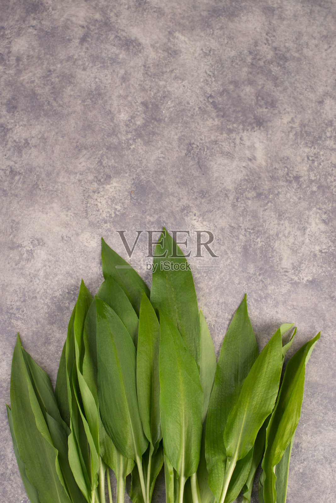 新鲜的野生大蒜叶在纹理背景，空白的文本复制空间照片摄影图片