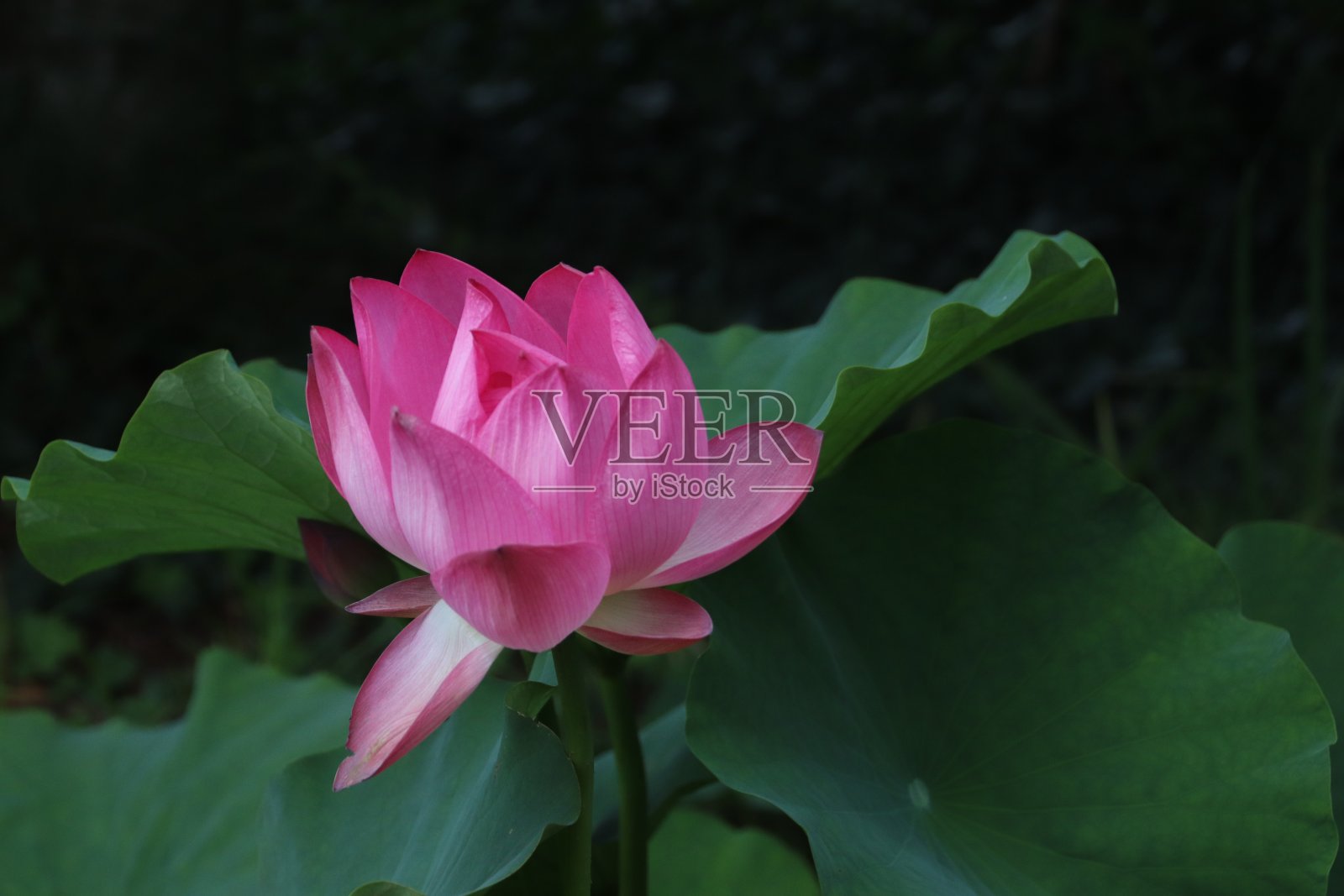 粉红色的睡莲照片摄影图片