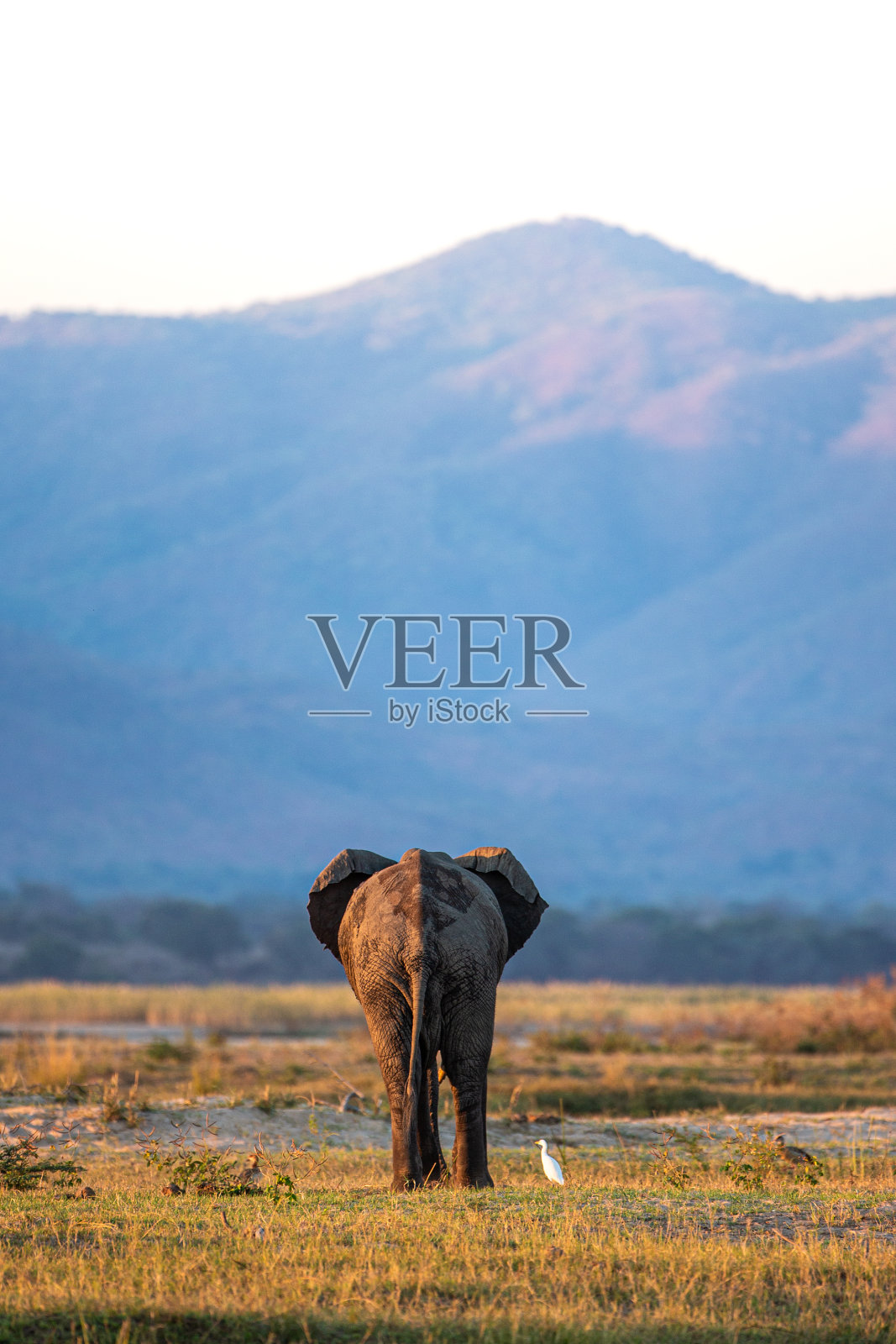 日落时分，非洲象在赞比西河河床上行走照片摄影图片