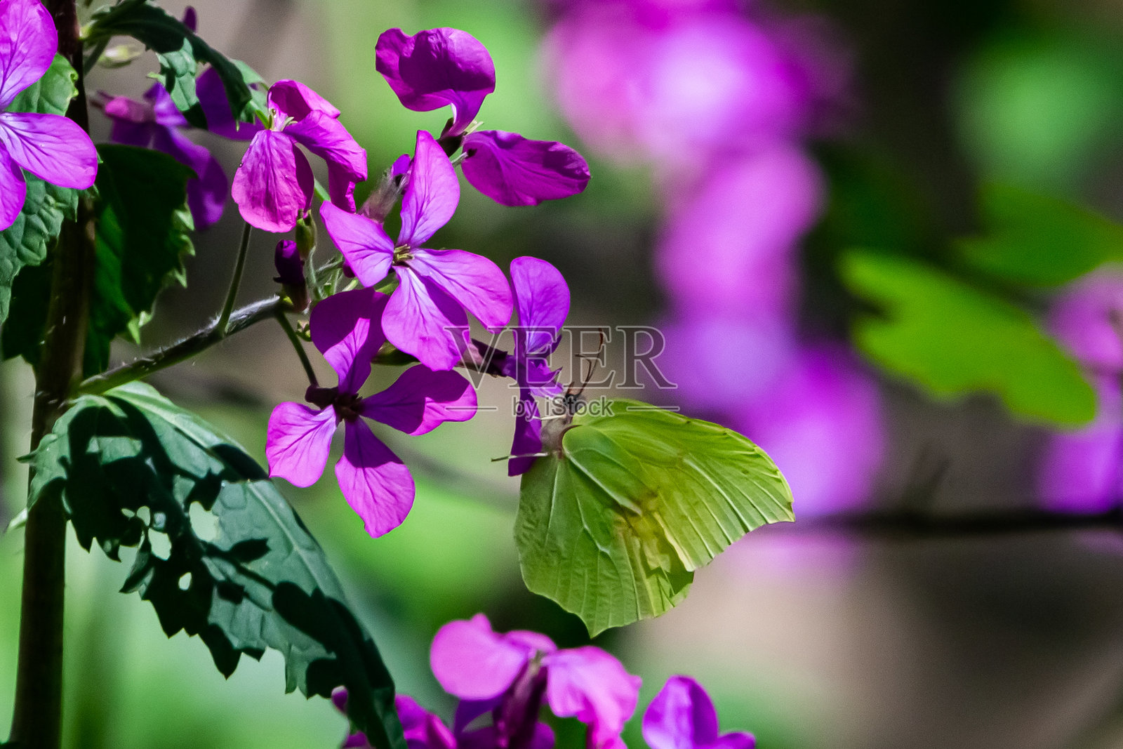 绿翅蝴蝶栖息在丁香花上。有翅膀的昆虫。瓜达拉玛山脉的蝴蝶。野生动物照片摄影图片
