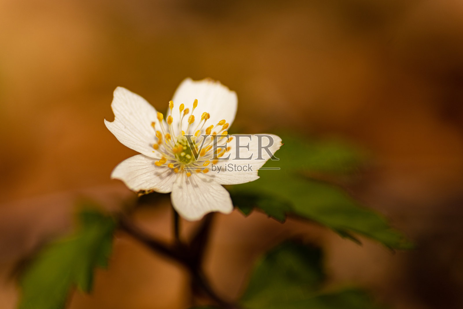 微距图片的一个木银莲花花照片摄影图片