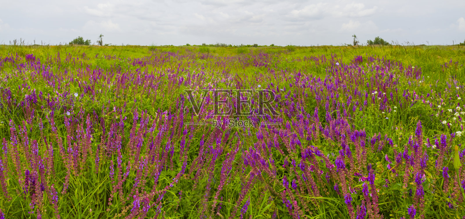 夏日草原以鲜花，自然为背景照片摄影图片
