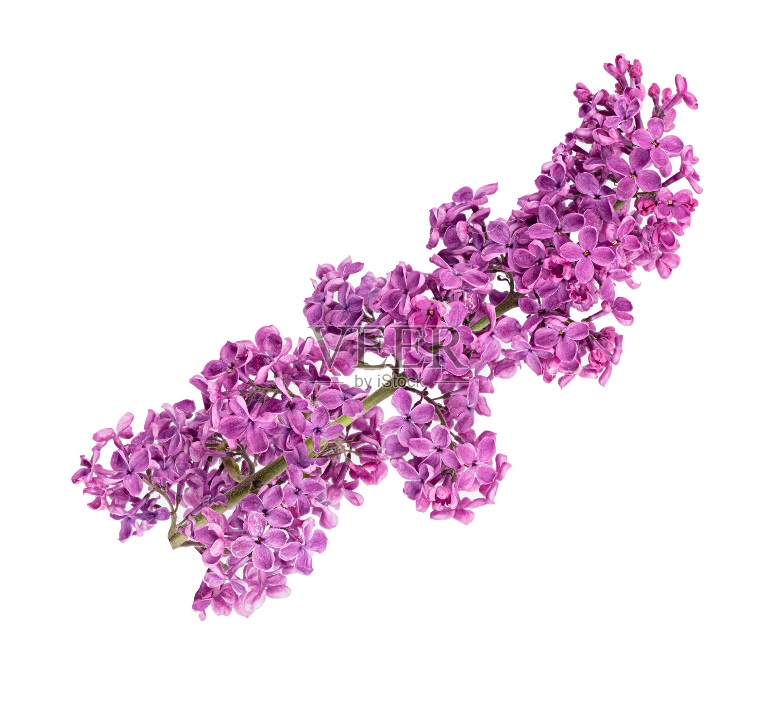白色背景上的丁香花照片摄影图片