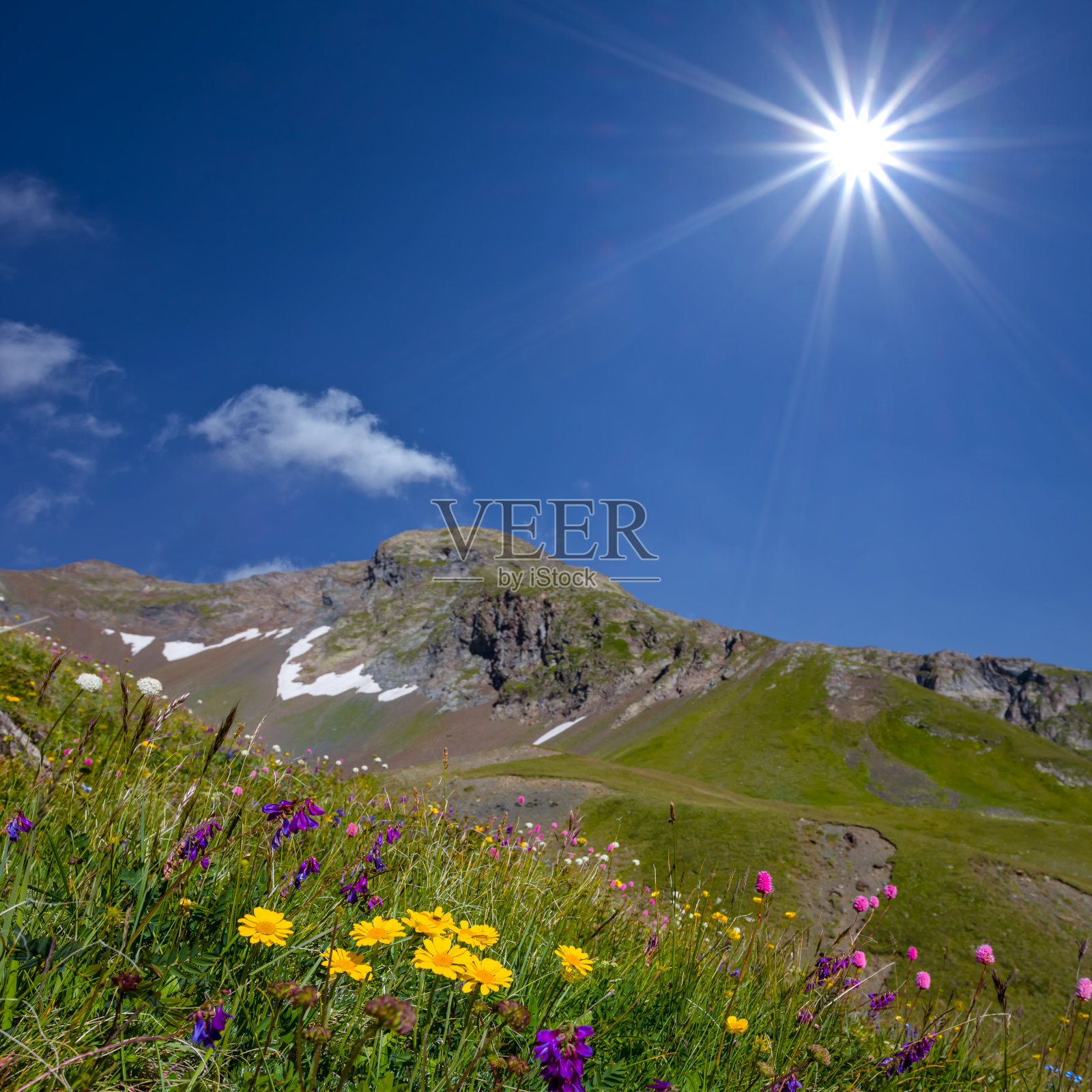 在灿烂的阳光下，绿色的山谷鲜花盛开照片摄影图片