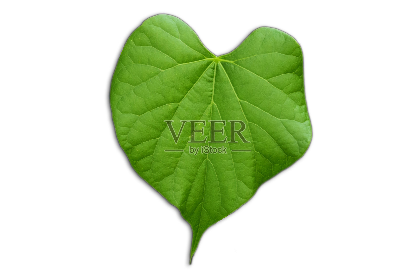 孤独的热带叶子在白色的背景与修剪的路径照片摄影图片