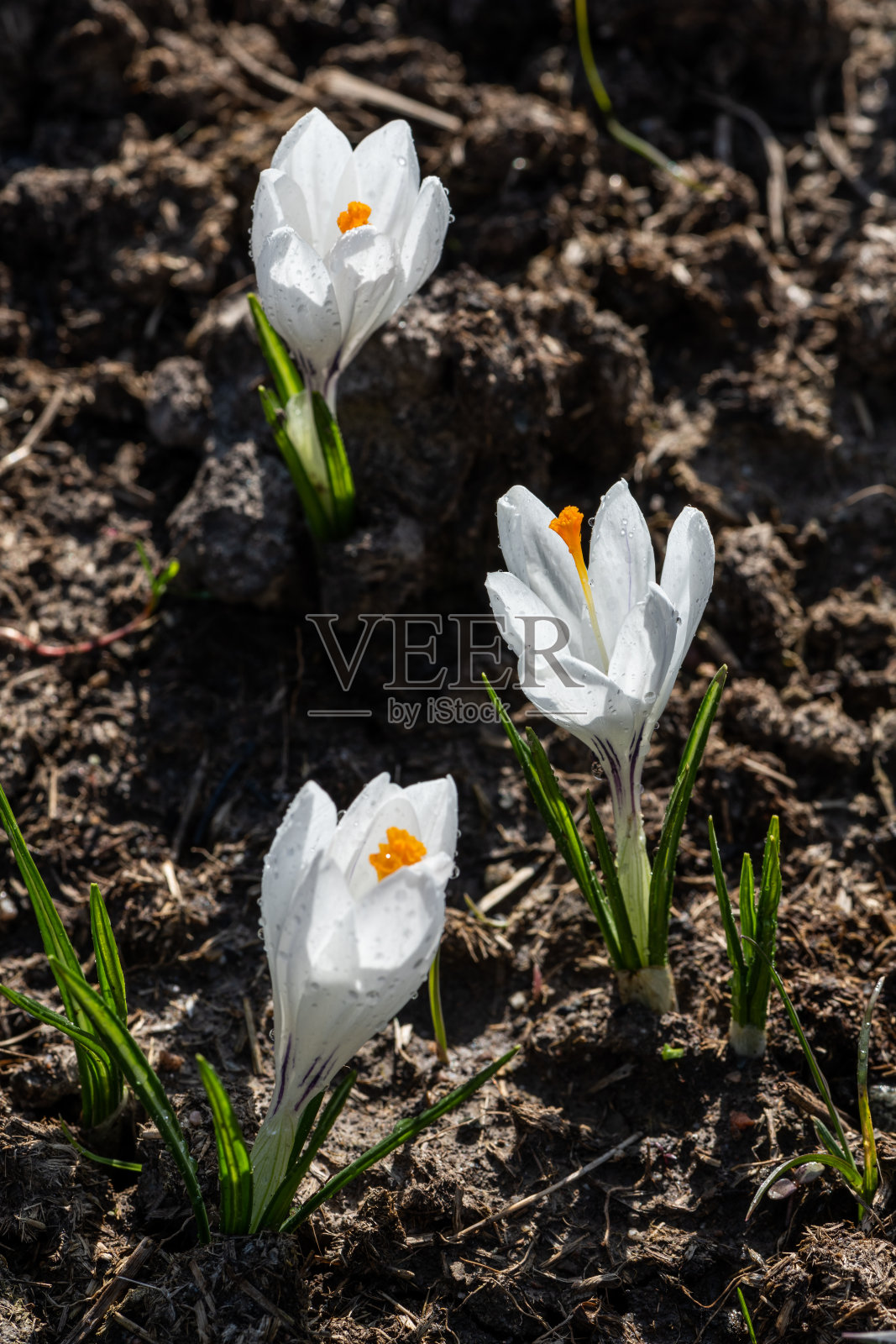 春天早晨盛开的白色番红花(藏红花)照片摄影图片