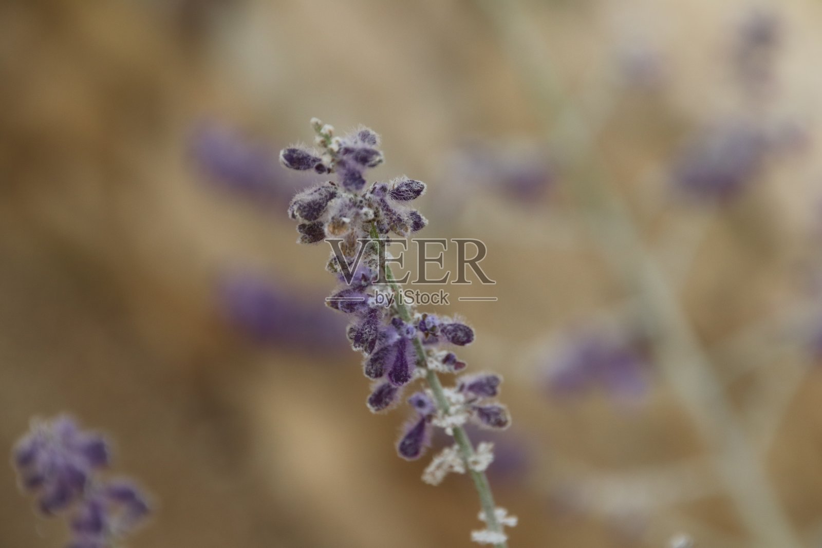 薰衣草花照片摄影图片