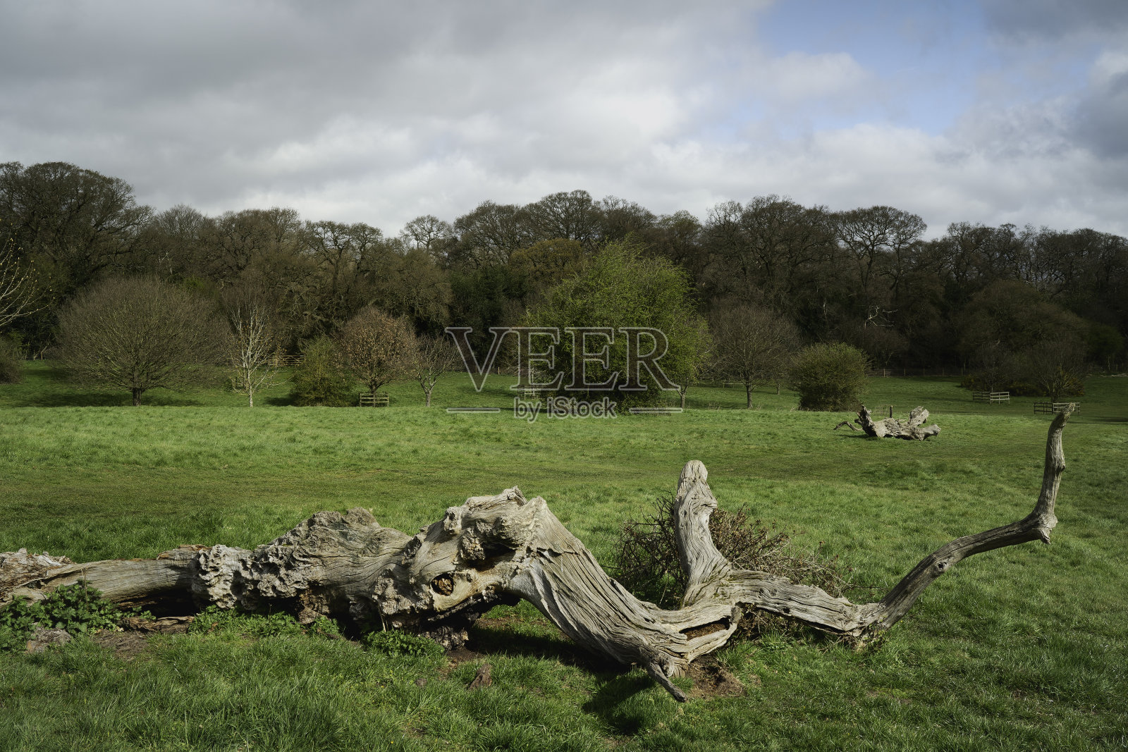 暴风雨破坏了英国贝弗利公共公园的树木。照片摄影图片