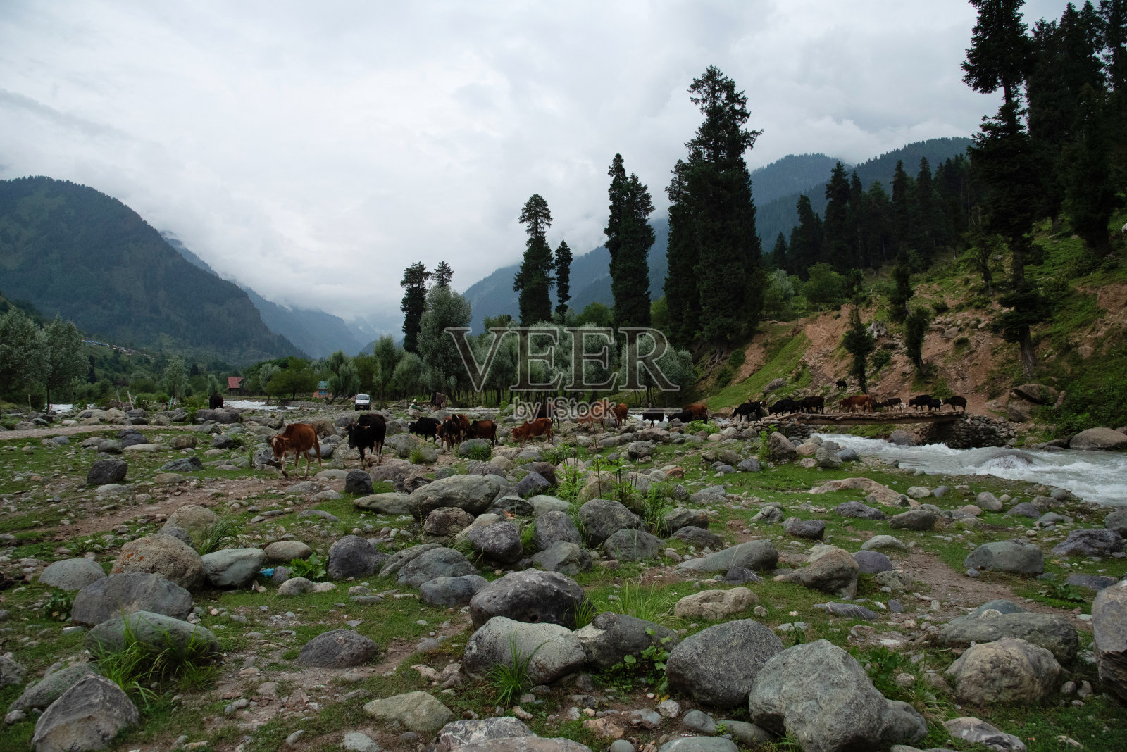 在印度查谟克什米尔帕哈干姆jheelum河放牧的牛照片摄影图片