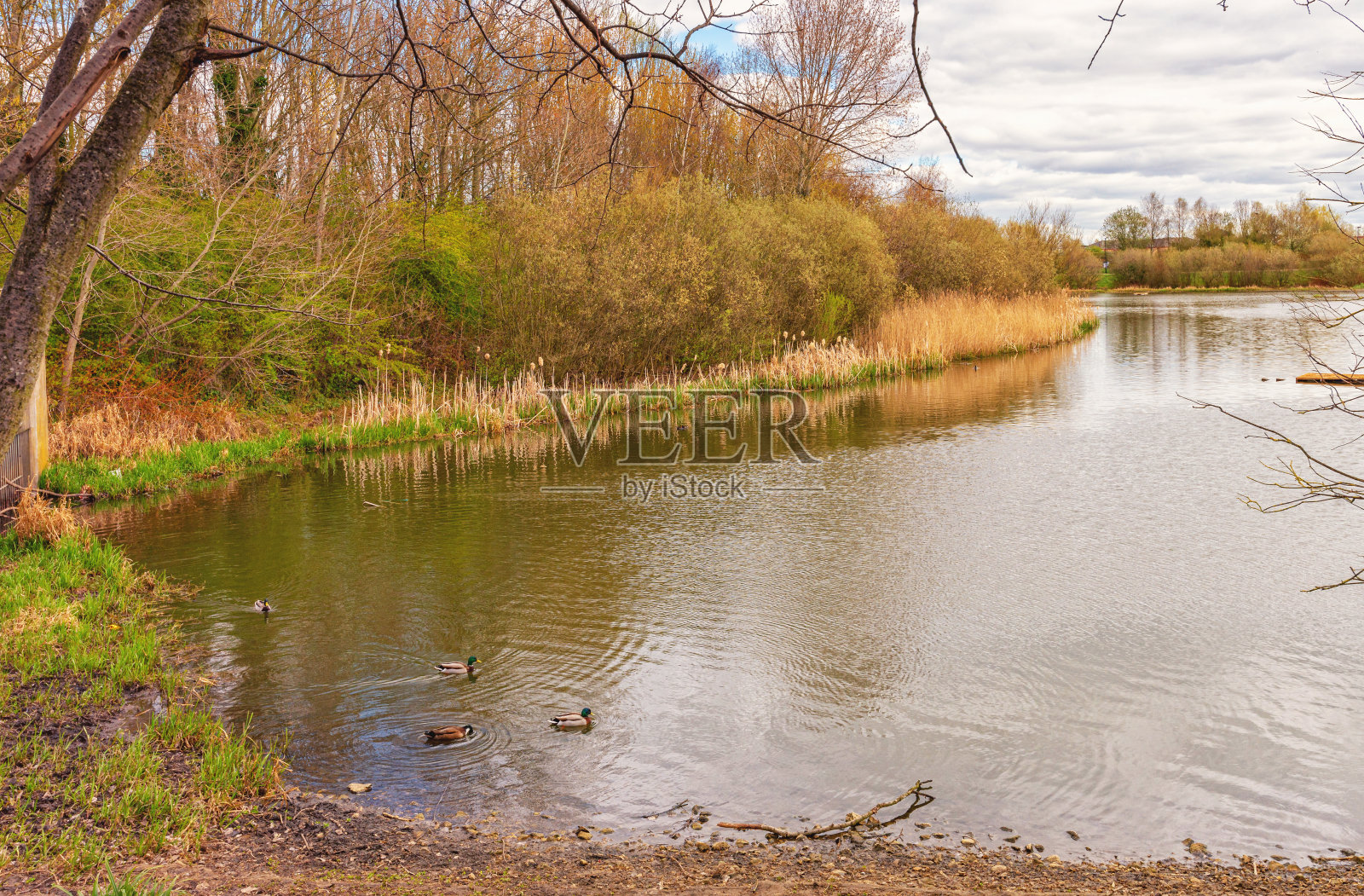 鸭子在湖里游泳。照片摄影图片