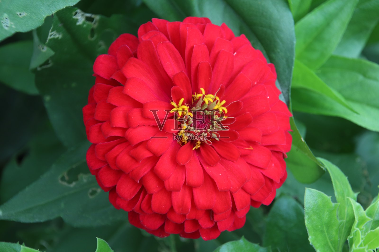 红色鲜艳的花照片摄影图片