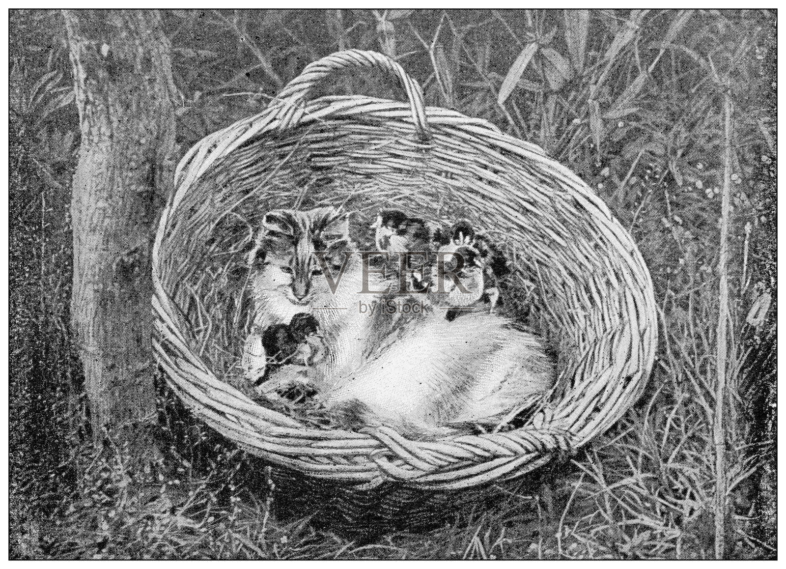 古董黑白照片:动物“领养”，猫和小鸡照片摄影图片