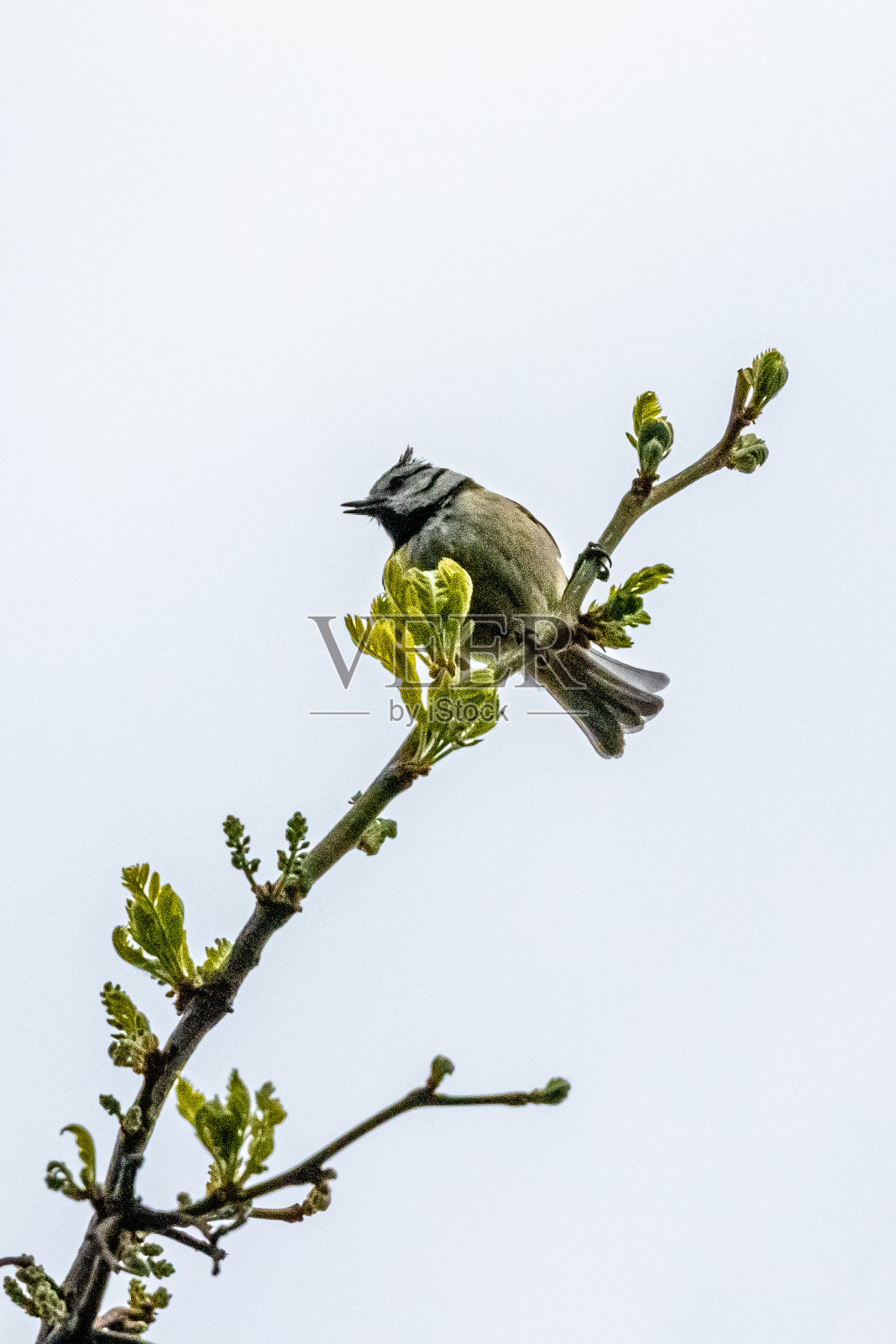 普罗旺斯艾克斯公园里的一只鸟照片摄影图片