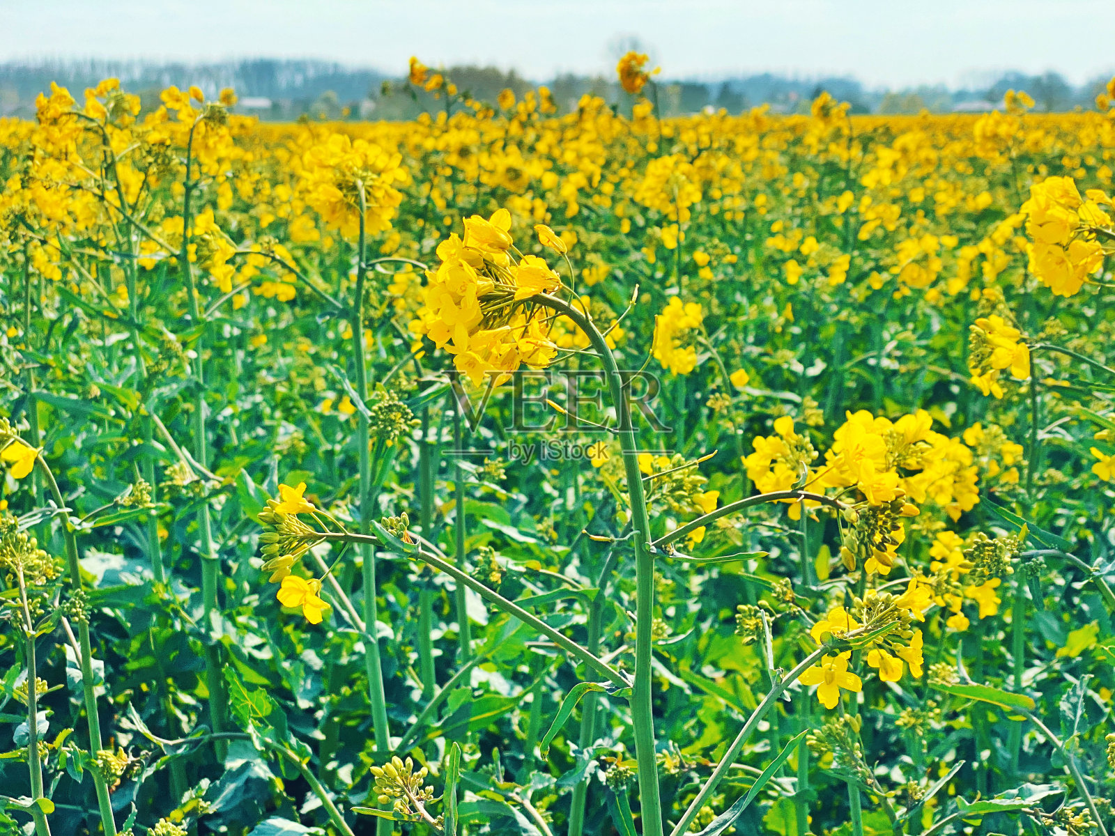 田园景观与油菜田开始开花照片摄影图片