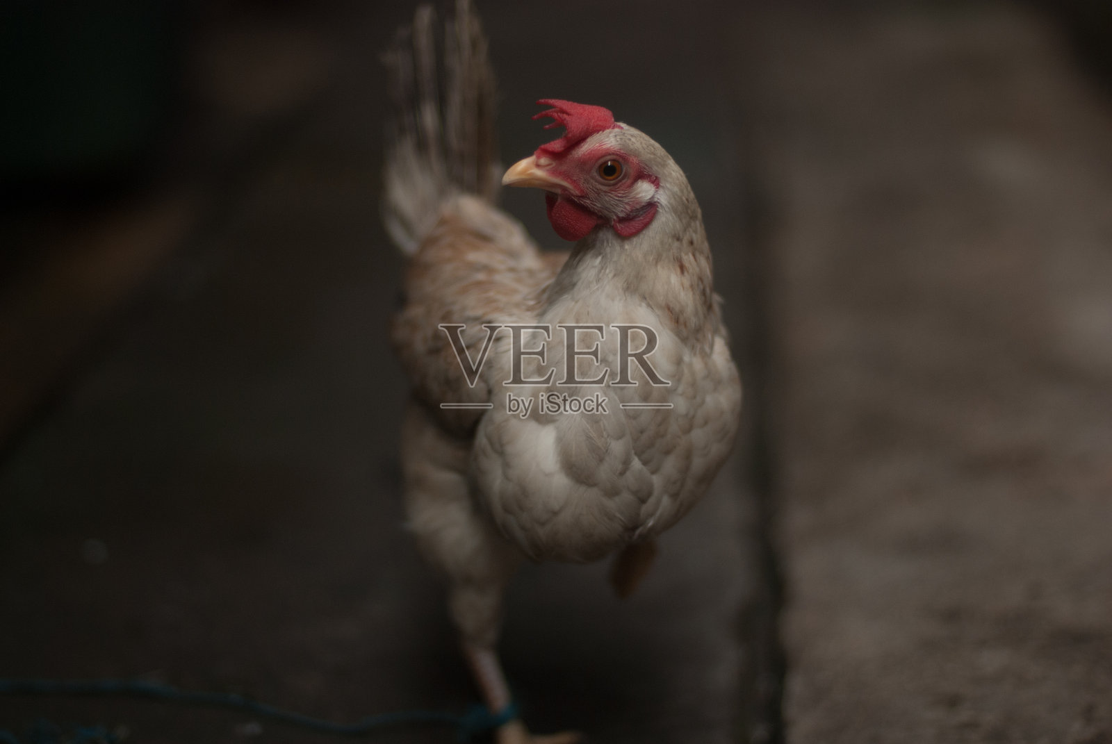 鸡照片摄影图片