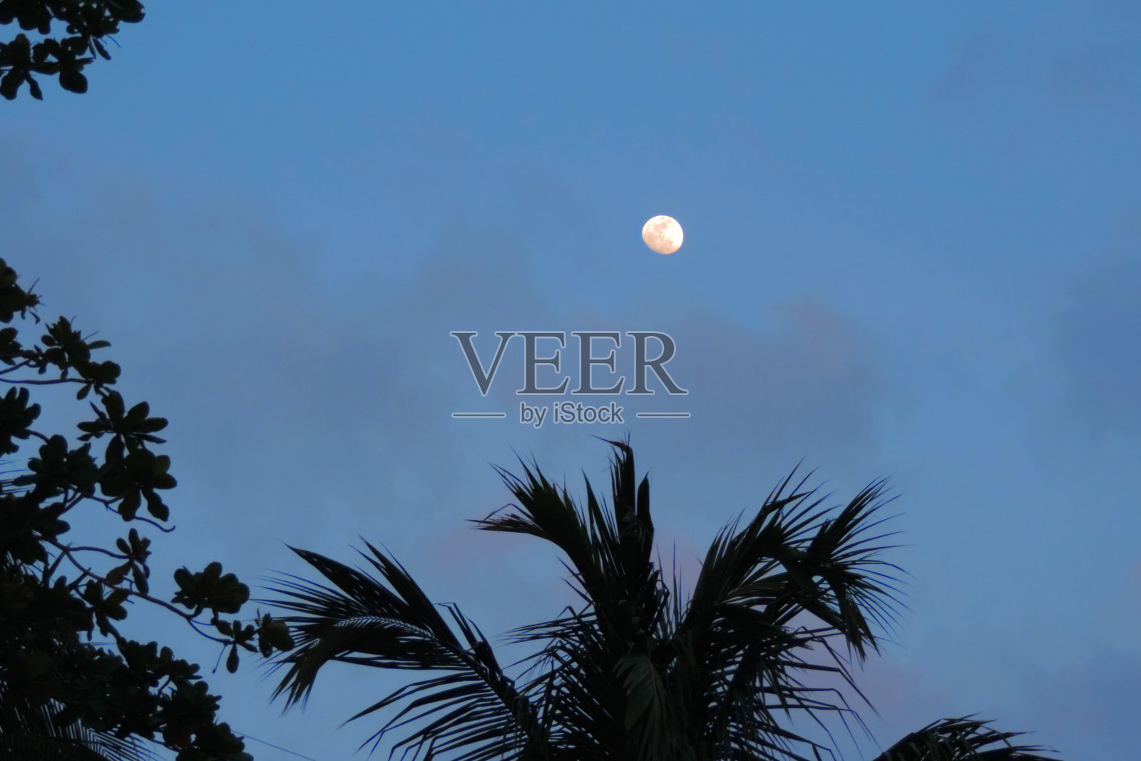 月亮在夜空中，棕榈树的黑色剪影满月照片摄影图片