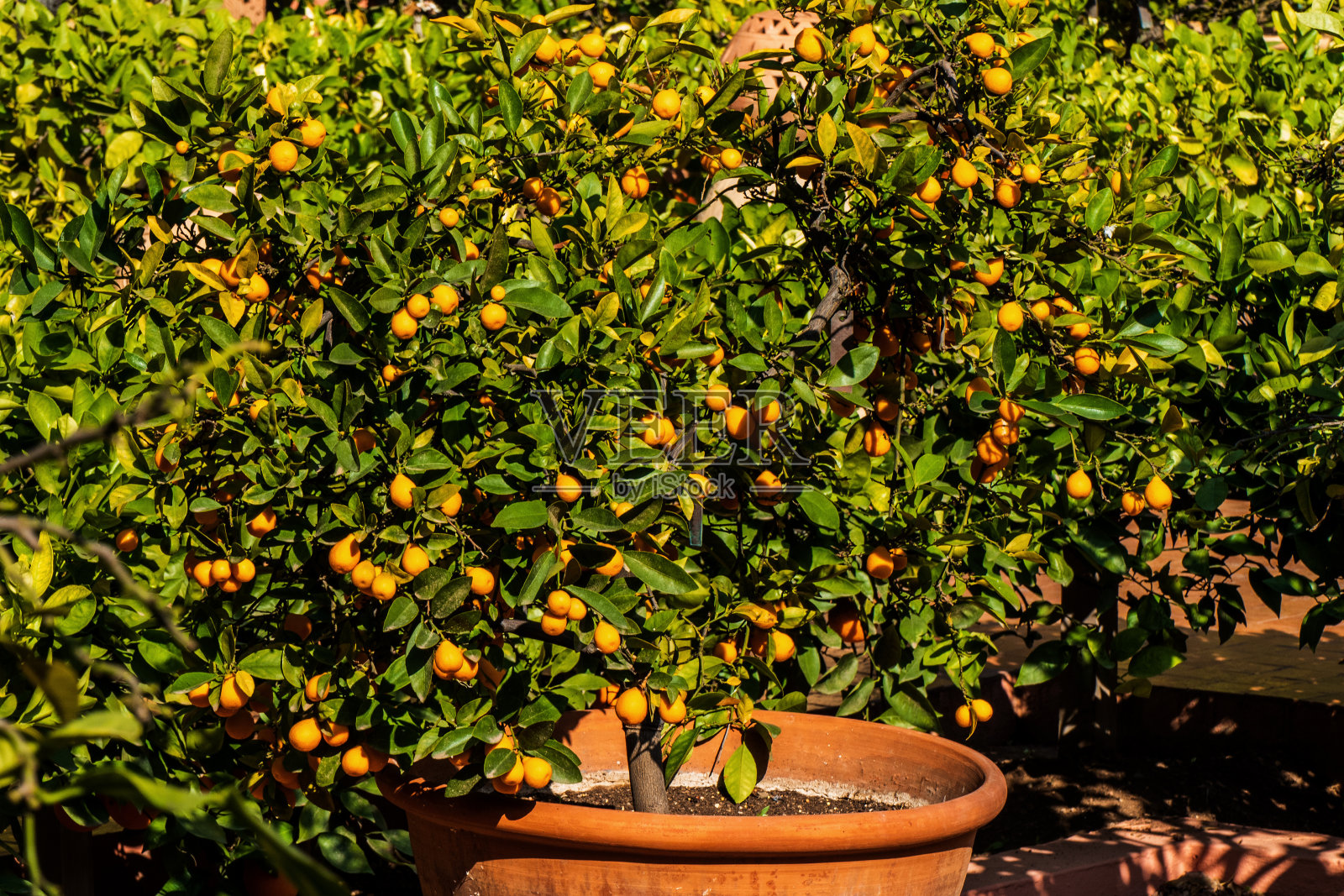 近距离的柑橘树与果实照片摄影图片