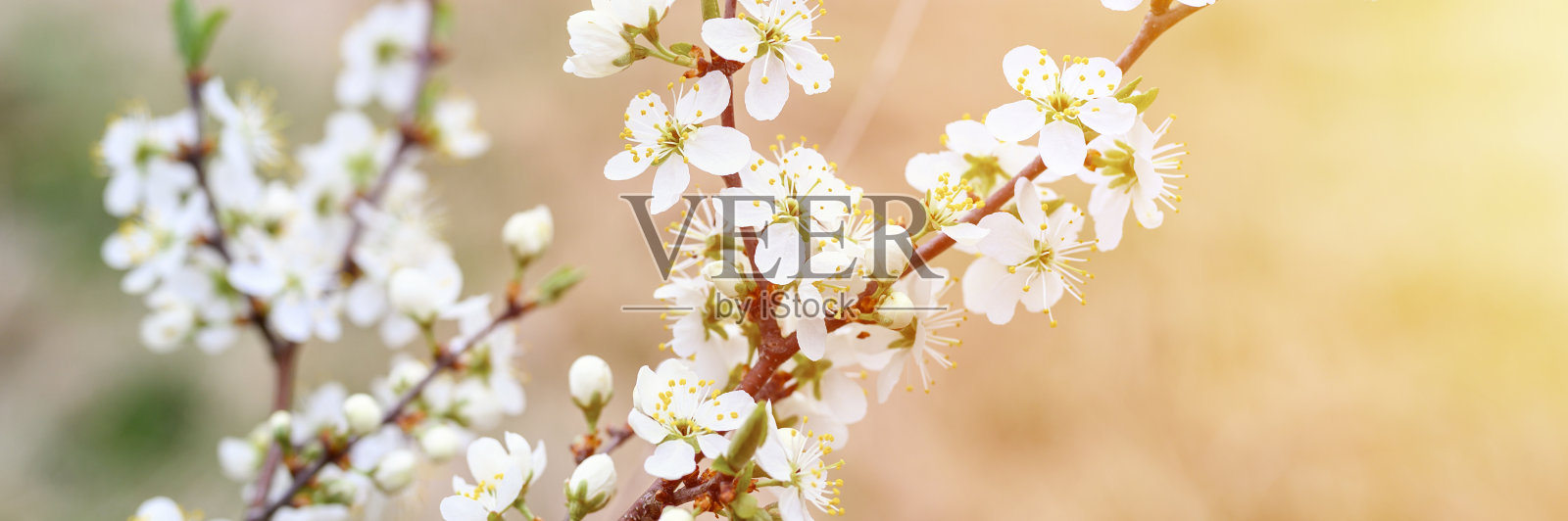 在大自然的早春，李子或梅子开白花。有选择性的重点。横幅。耀斑照片摄影图片