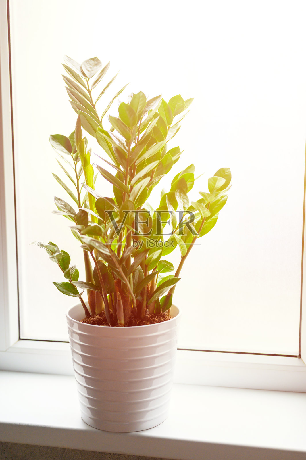 绿色植物zamioculcas zamiifolia在一个白色的花盆在窗台上在窗户的背景。房子的内部。耀斑照片摄影图片