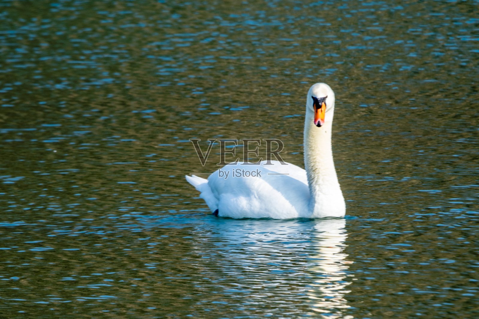 湖面上的白天鹅照片摄影图片
