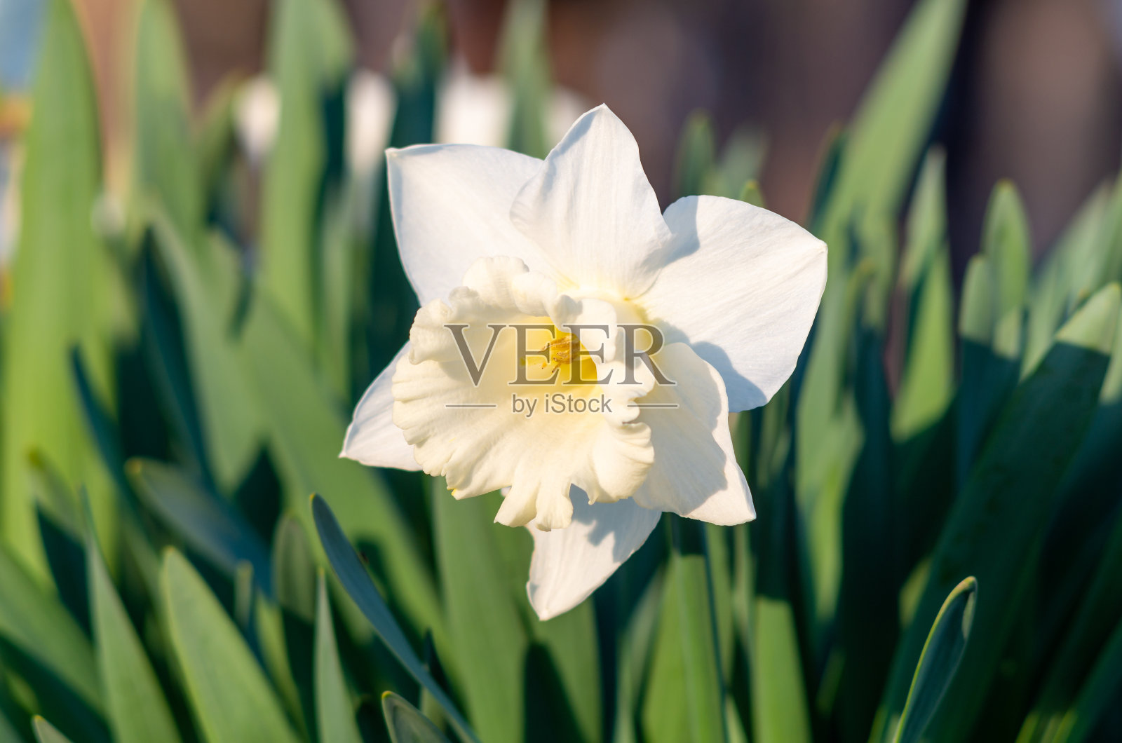 绿色背景上的白色水仙(水仙)照片摄影图片