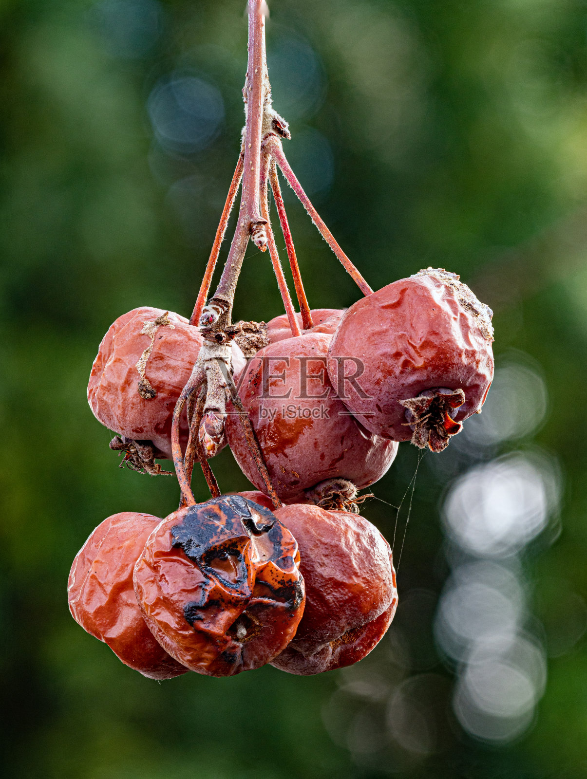 宏观-去年的成果照片摄影图片