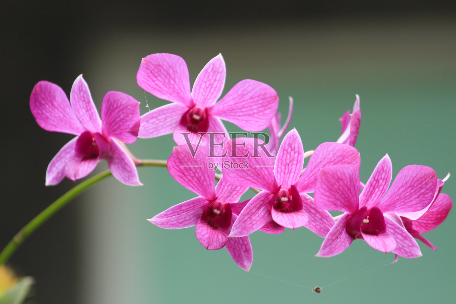 美丽的紫兰花在花园里照片摄影图片